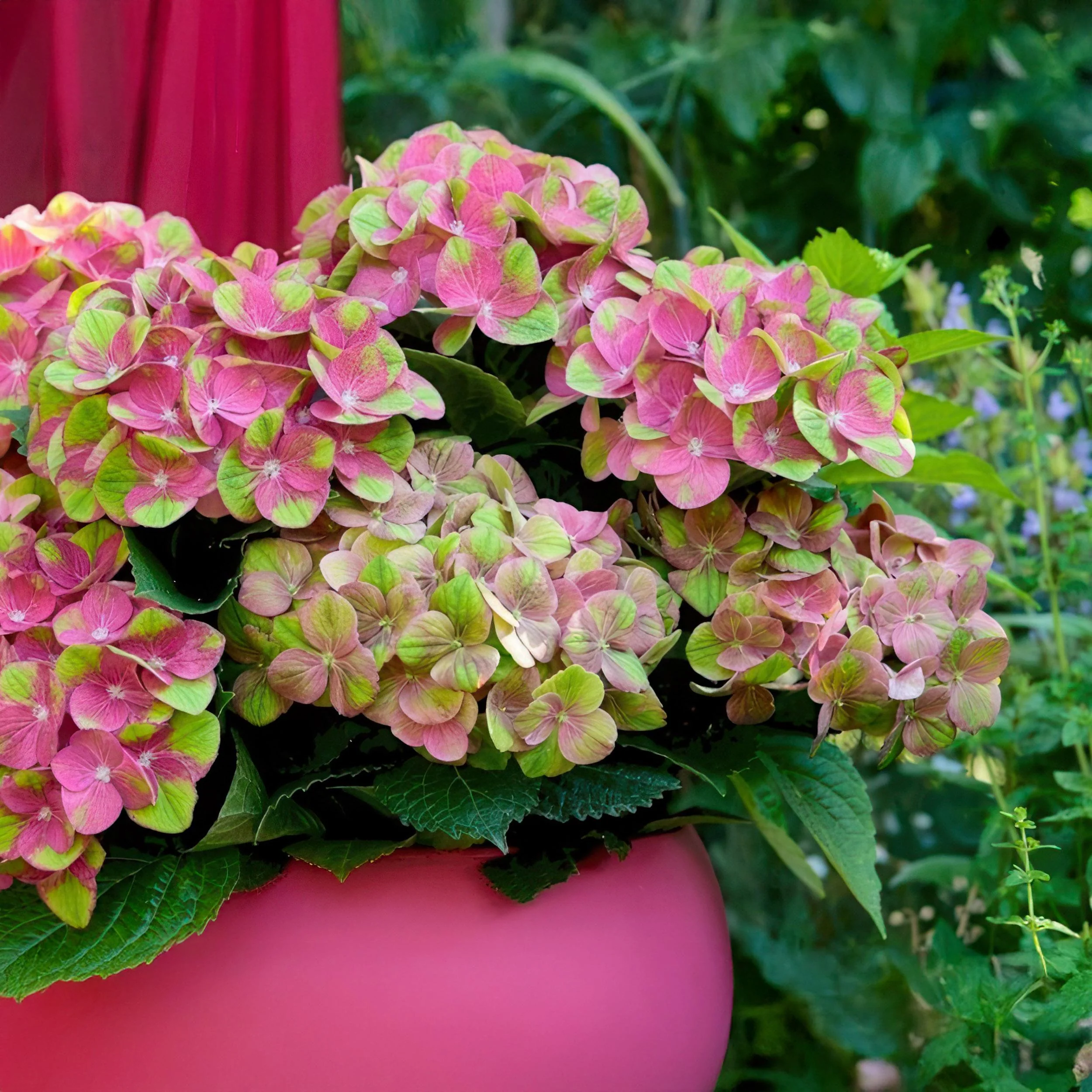 Exotenherz - Hortensia - Hydrangea Magical Green Fire - Rosa Grün - 6-10 Blühten - Pot 23cm - Image 2