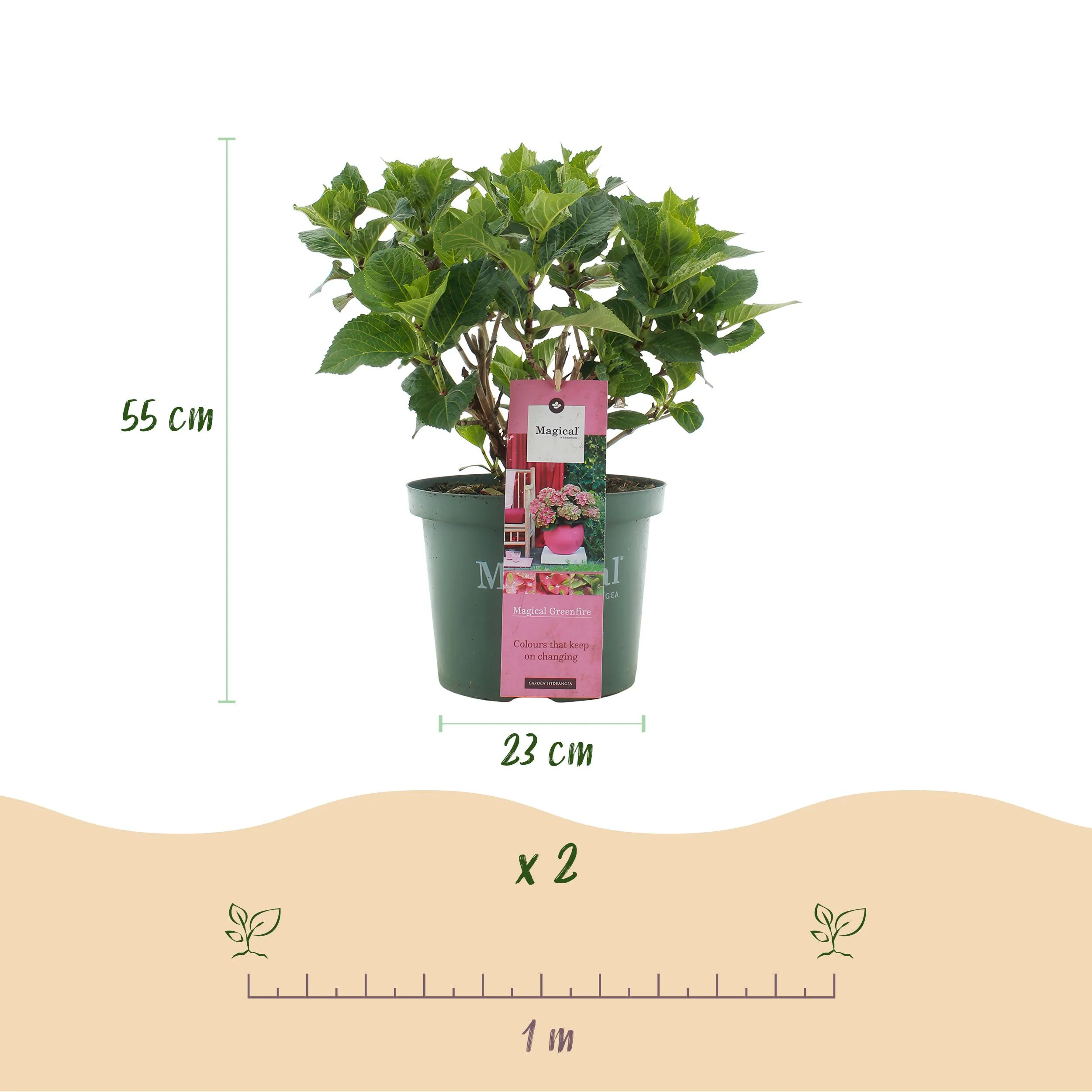 Exotenherz - Hortensia - Hydrangea Magical Green Fire - Rosa Grün - 6-10 Blühten - Pot 23cm - Image 3
