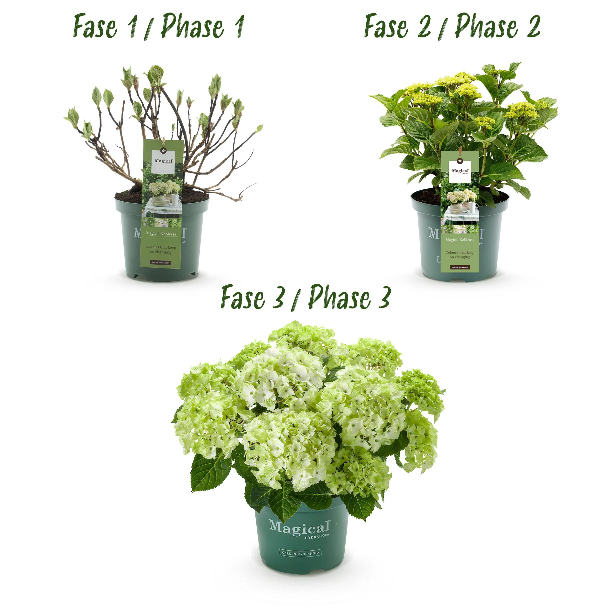 Exotenherz - Hortensia - Hydrangea Magical Nobless - Weiss - 6-10 Blühten - 23cm Topf - Image 4