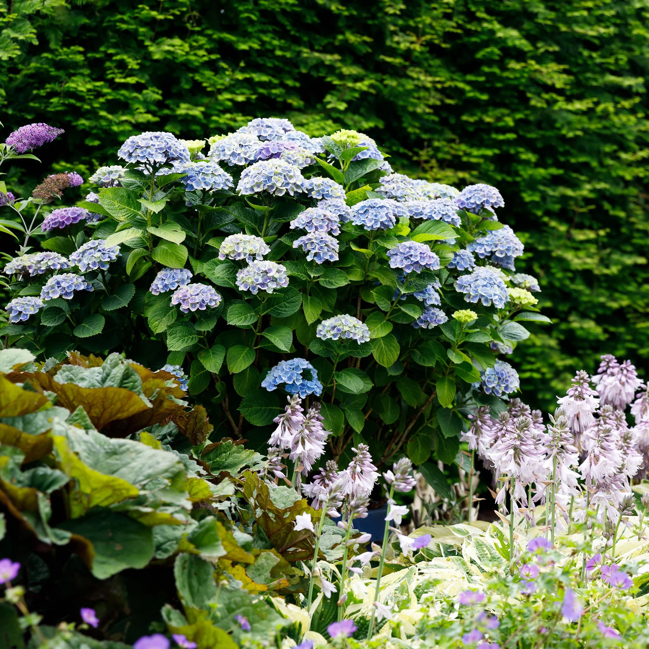 Exotenherz - Hortensia - Hydrangea Magical Revolution Blue - Blau - 6-10 Blühten - 23cm Topf - Image 2