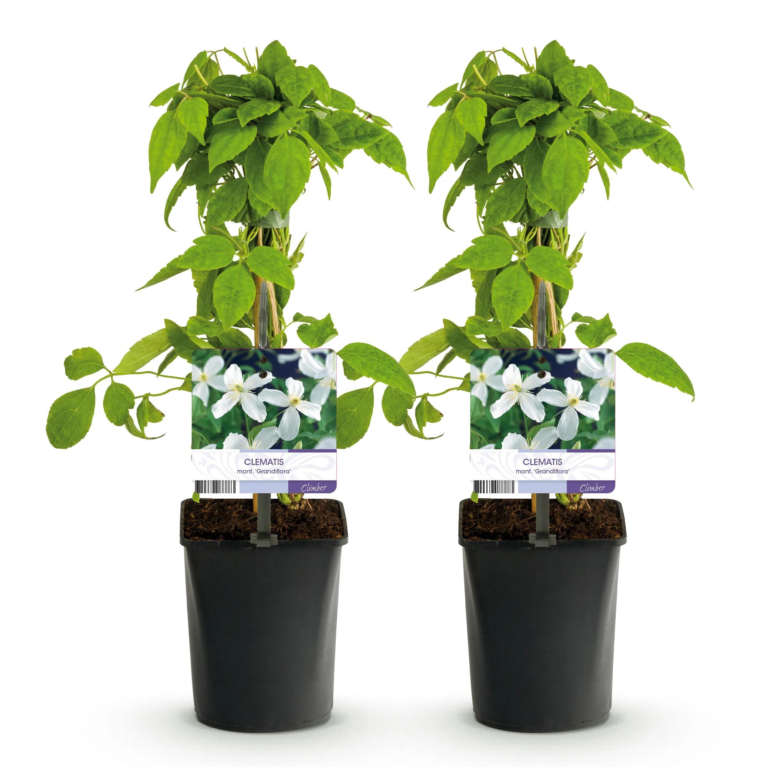 Exotenherz - Kletterpflanzen - Clematis montana Grandiflora - Weiß -2er Set - 11cm Topf - Image 3