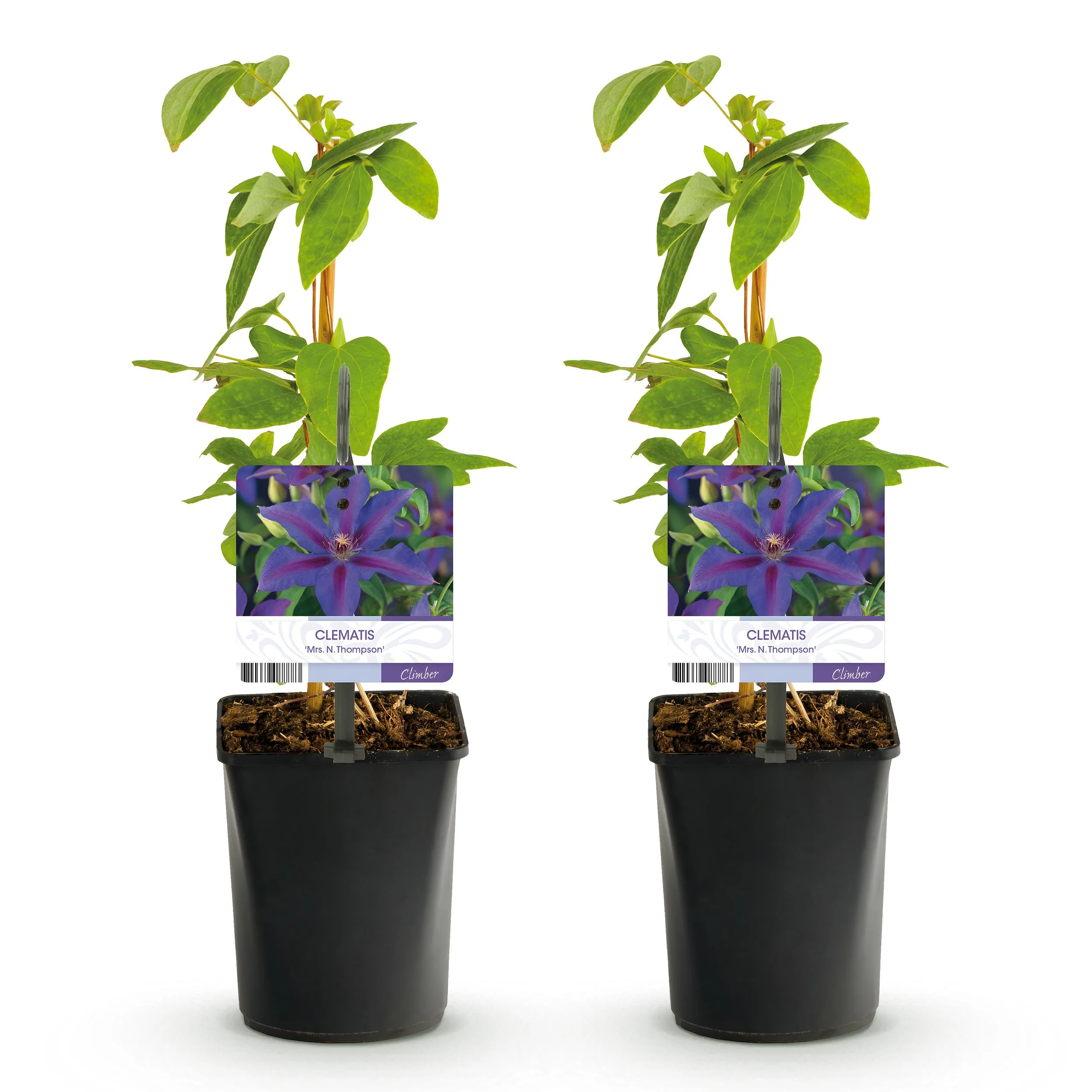 Cœur exotique plantes grimpantes - Clematis Mrs. N. Thompson - set de 2 - pot de 11cm - Image 3