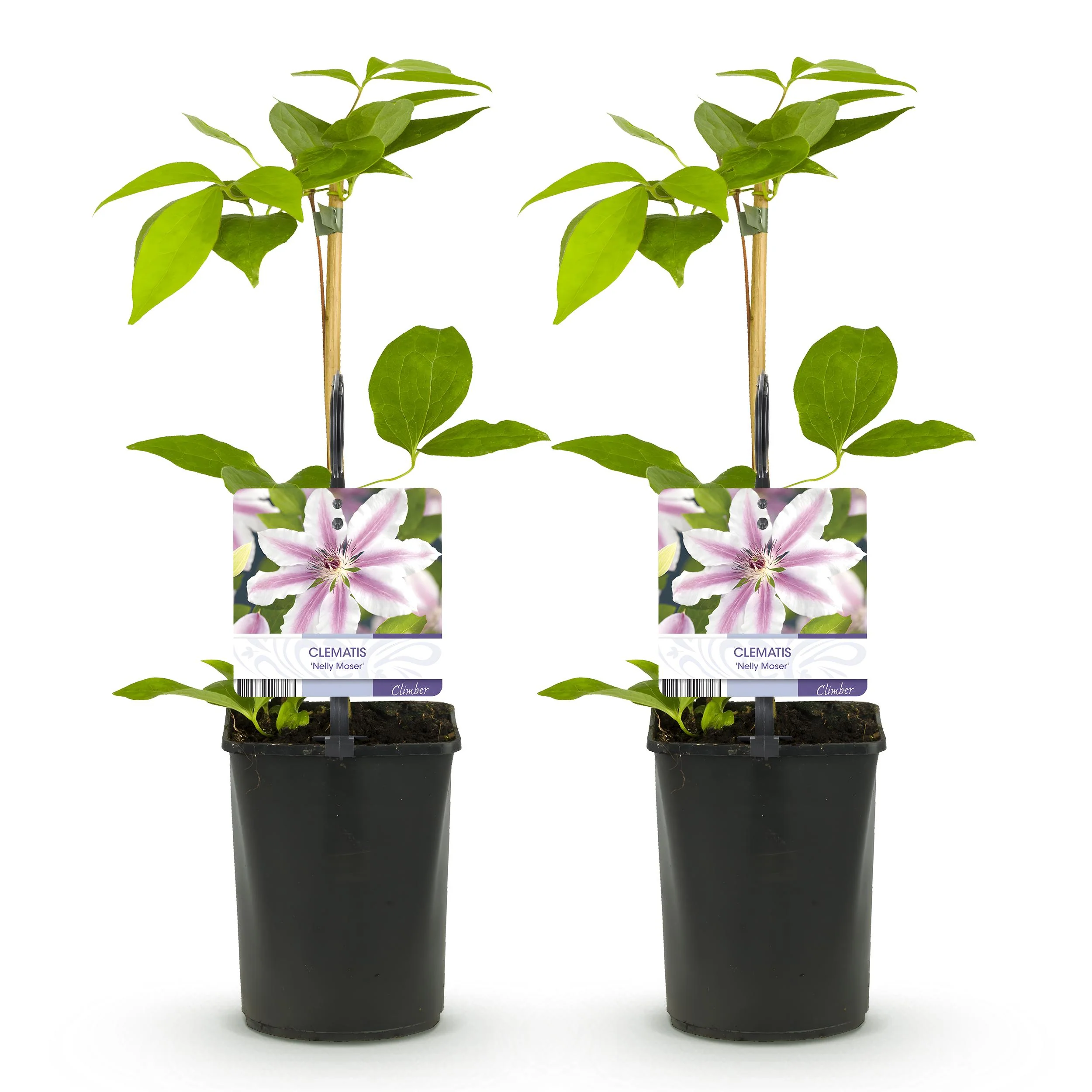 Cœur exotique plantes grimpantes - Clematis Nelly Moser - Set de 2 - pot 11cm - Image 4