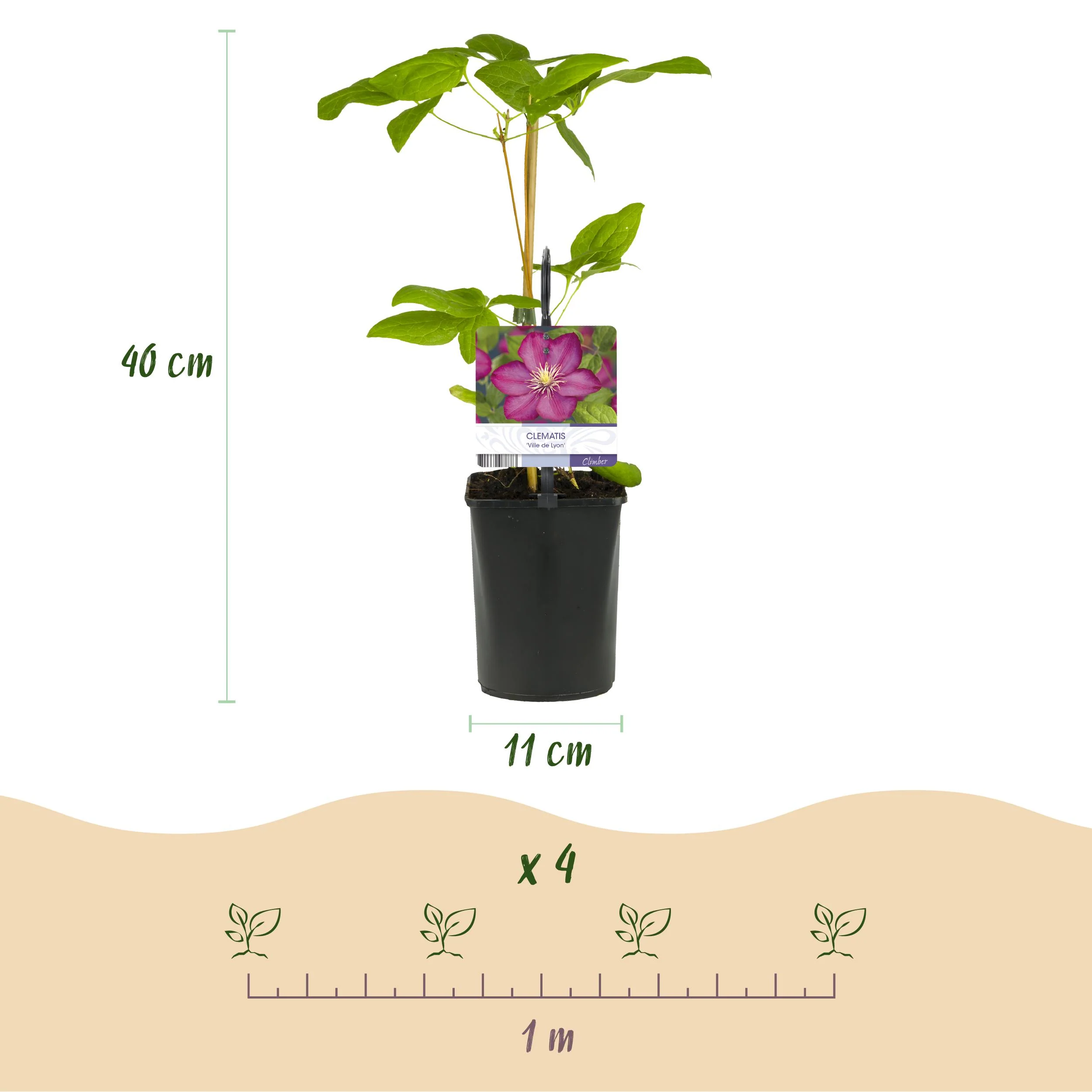 Cœur exotique - Plantes grimpantes - Clematis Ville de Lyon - Set de 2 - pot 11cm - Image 5