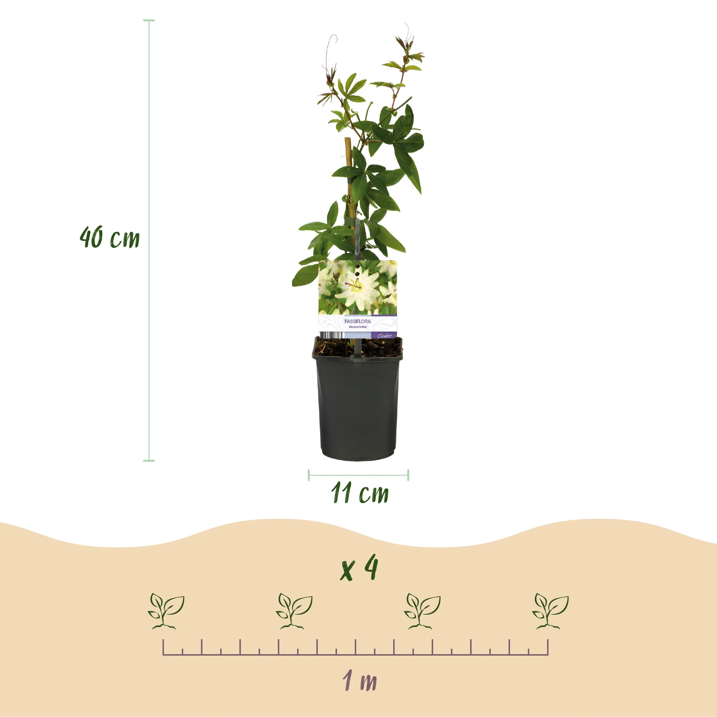 Exotenherz Kletterpflanzen - Passionsblume Passiflora Avalanche - 2er Set - 11cm Topf - Image 5