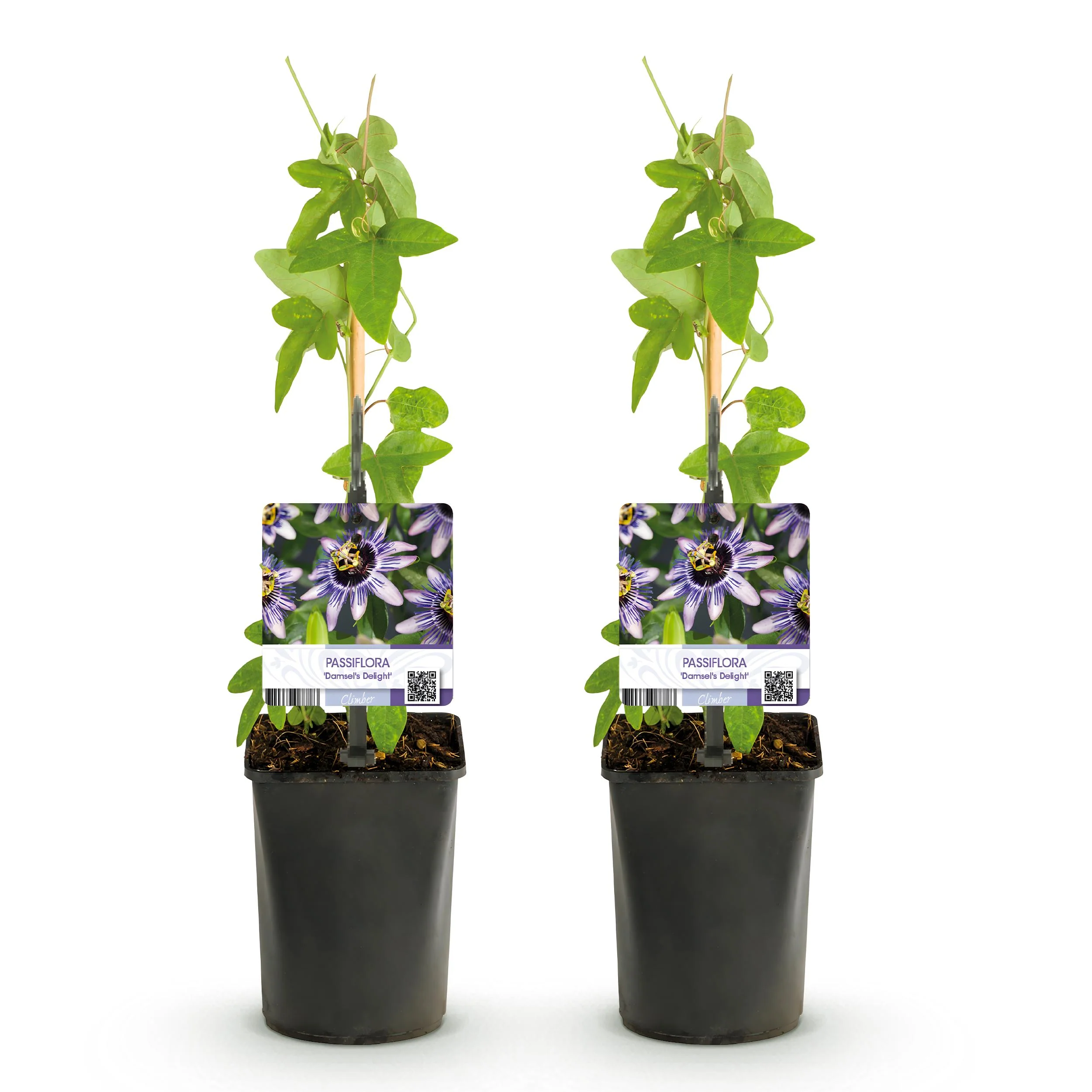 Exotenherz Kletterpflanzen - Passionsblume - Passiflora Damsels Delight  - 2er Set - 11cm Topf - Image 3
