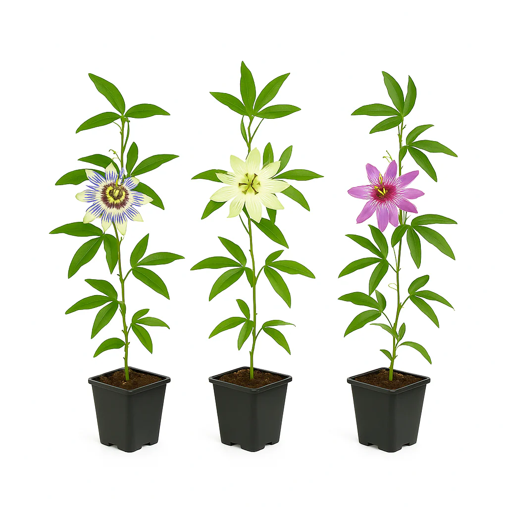 Exotenherz Kletterpflanzen - Passionsblume Passiflora Tricolor - 3er Set - 11cm Topf