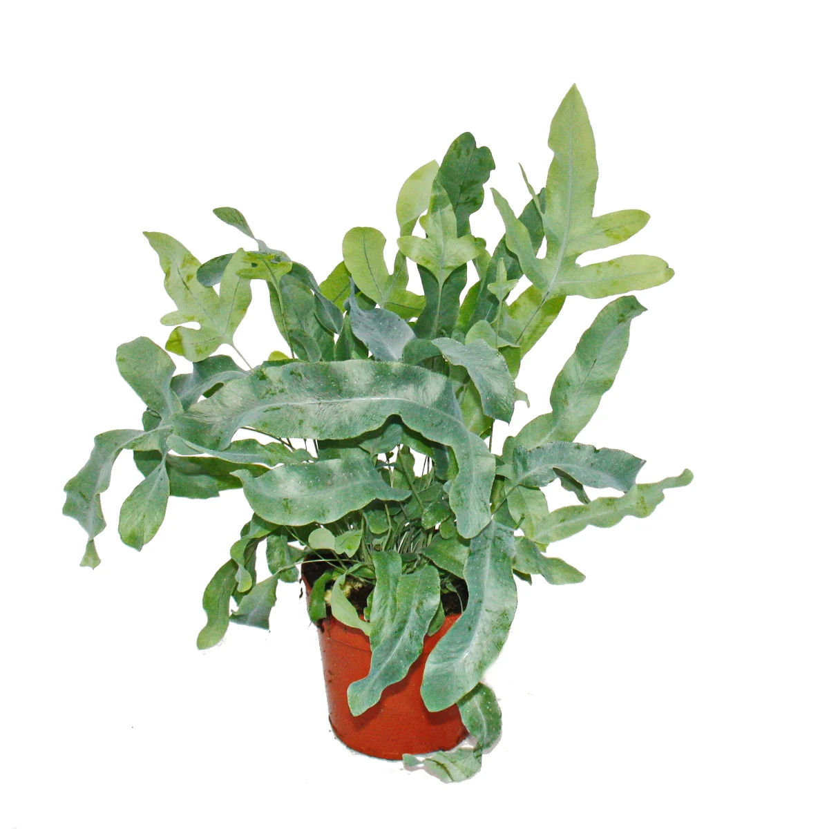 Farn - 3er Set - bestehend aus 3 besonderen Farn-Arten 12cm Topf - Image 4
