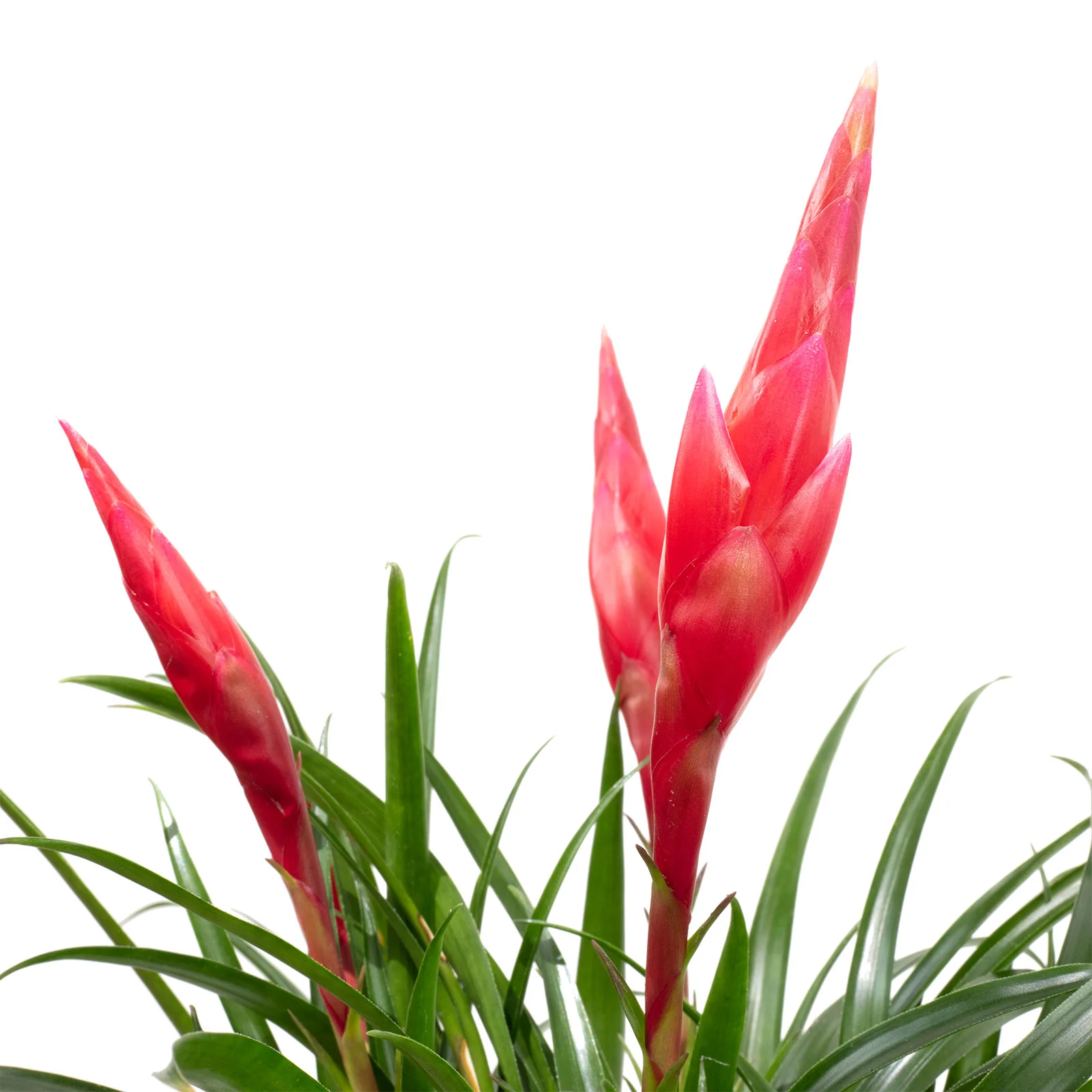 Flammendes Schwert 'Astrid' 4-6 Blüten, rot - Vriesea - Höhe ca. 40 cm, Topf-Ø 12 cm - Image 2