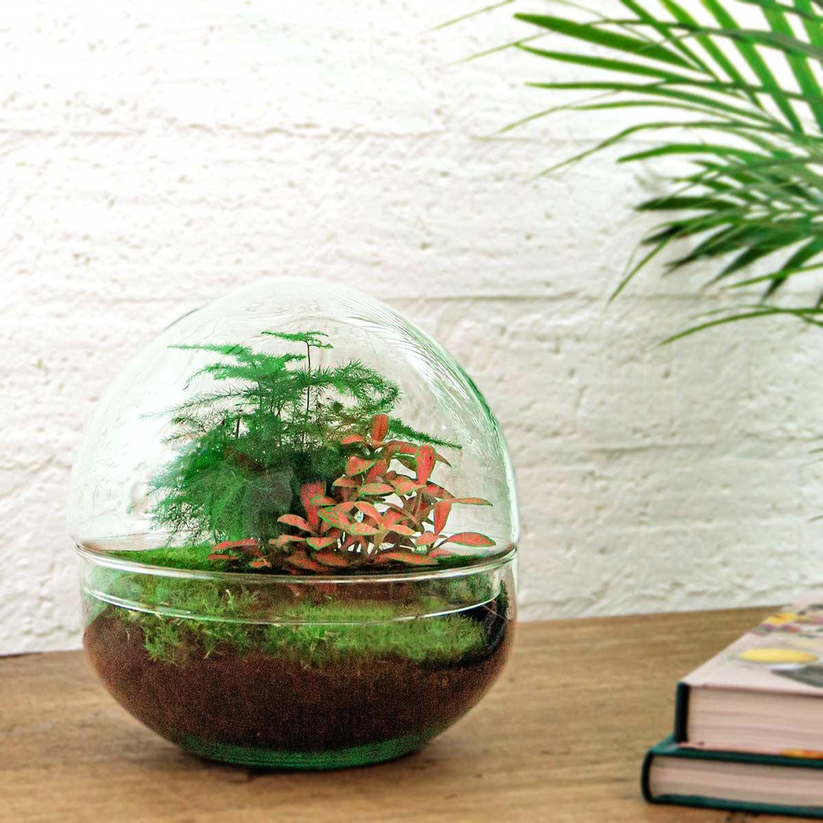 Flaschengarten Dome Glaskugel Pflanzenterrarium 20 cm incl. Rechen Schaufel Pinzette und Schere