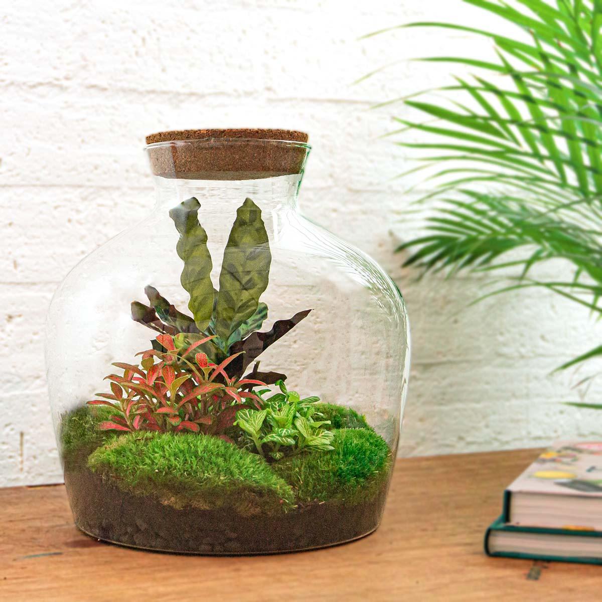 Flaschengarten "Fat Joe" - ROT - DIY-Pflanzen-Terrarium - 30cm hoch - Image 2
