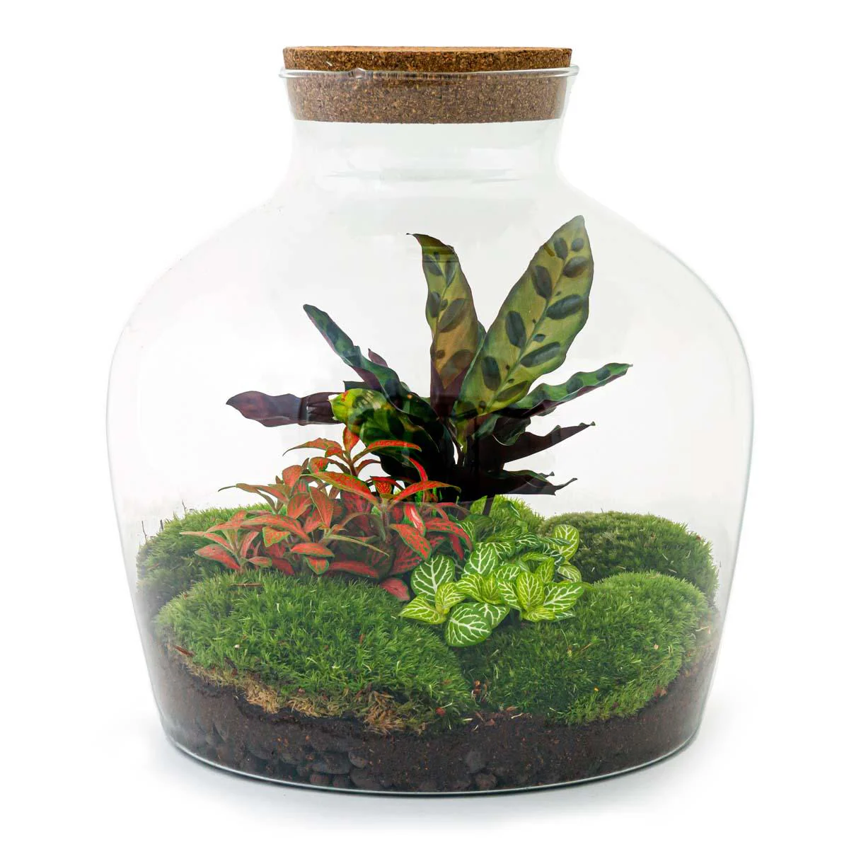 Flaschengarten Fat Joe ROT DIY-Pflanzen-Terrarium 30cm incl. Rechen Schaufel Pinzette Schere - Image 2