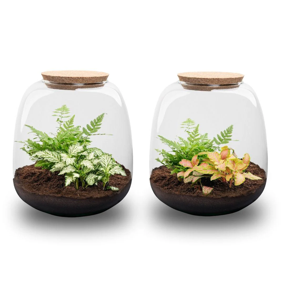 Flaschengarten "Kleine Emma" - DIY-Pflanzenterrarium - 20cm hoch - mit Fittonia White Tiger - Image 4