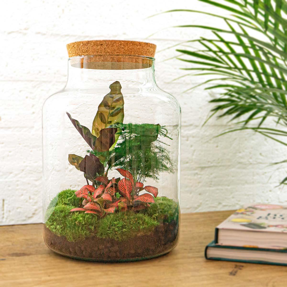 Flaschengarten "Milky" DIY Pflanzenterrarium 30 cm mit Calathea-Pflanze incl. Rechen und Schaufel - Image 3