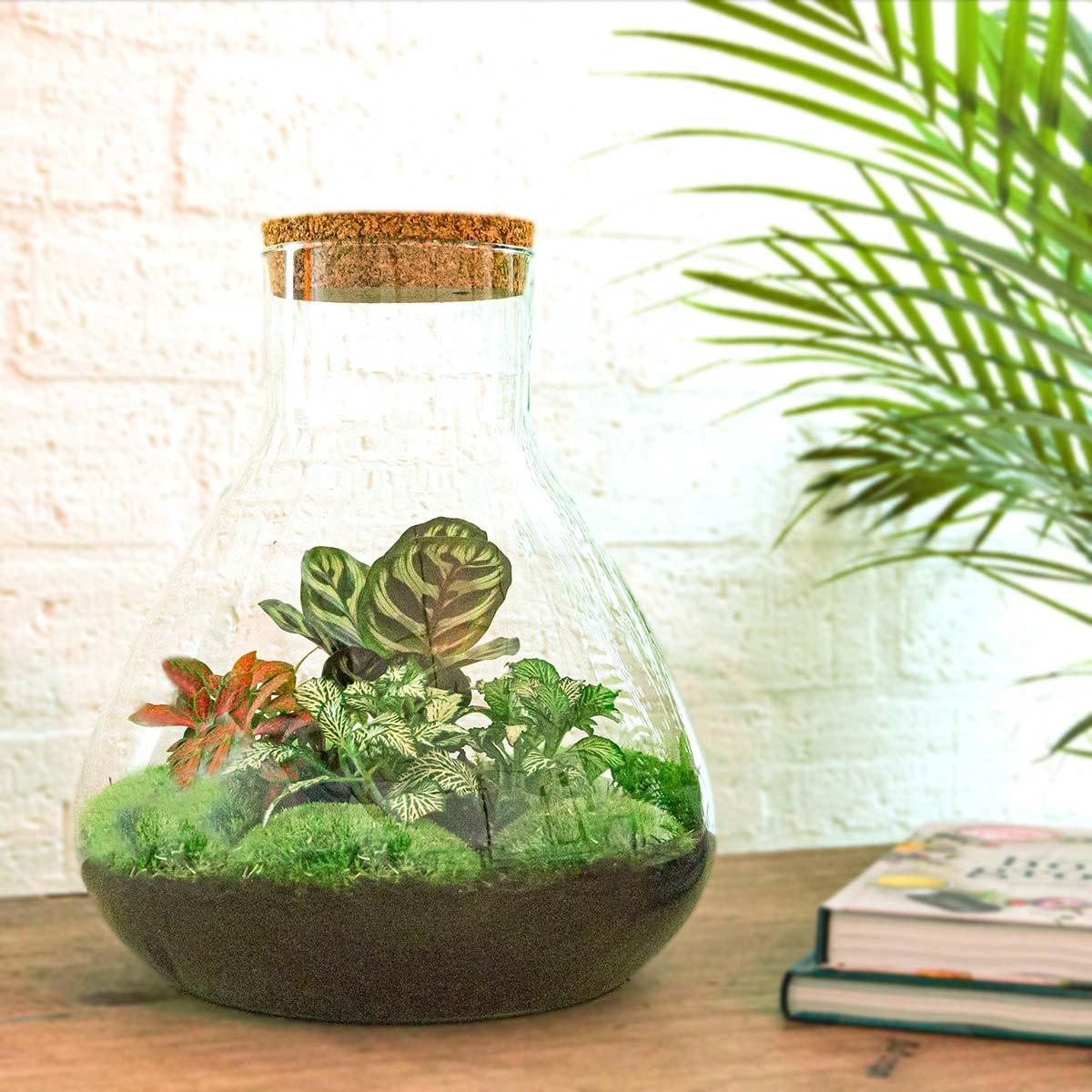 Flaschengarten Sam XL ROT DIY-Pflanzenterrarium 35 cm incl. Rechen Schaufel Pinzette Schere - Image 2