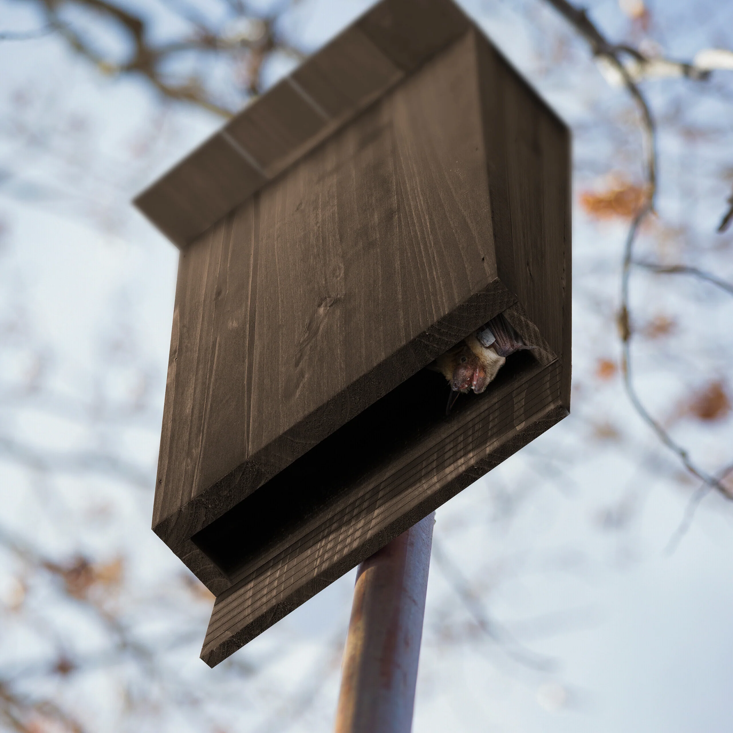 Fledermauskasten geflammt 4er Set - Image 8