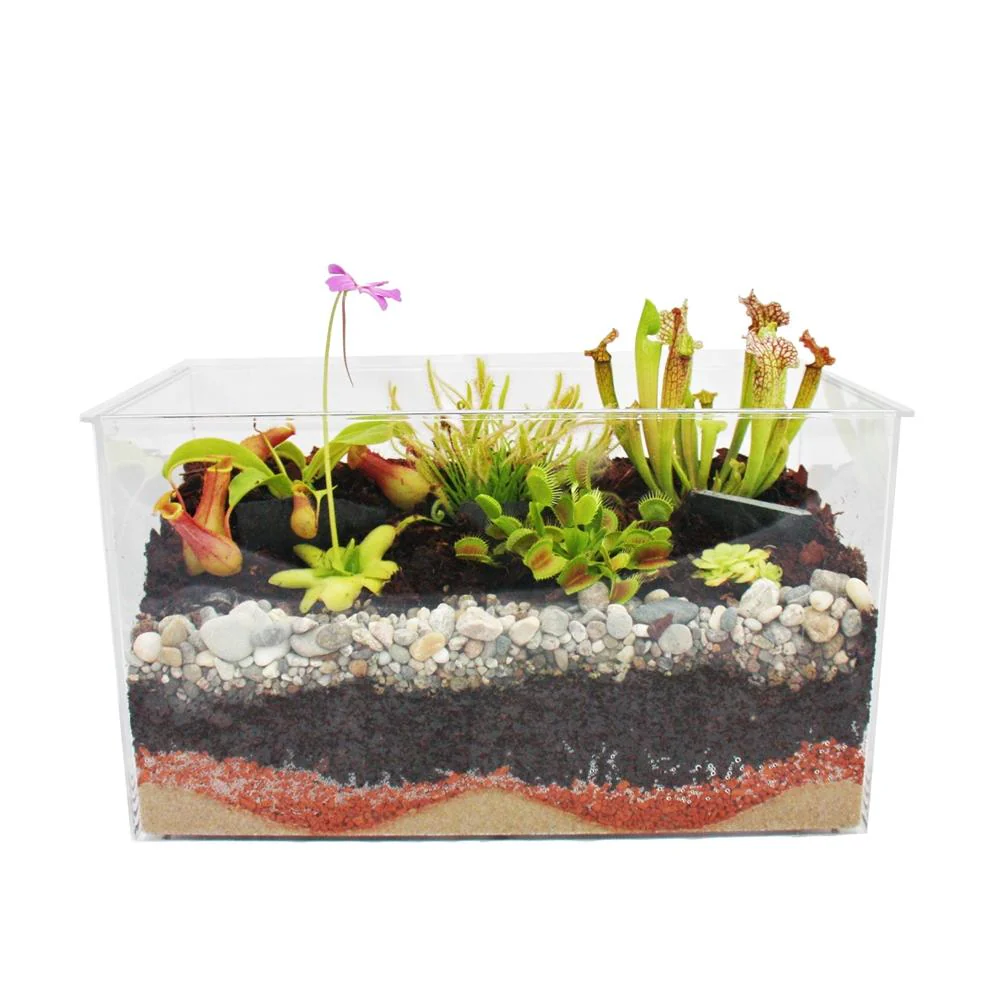 Fleischfressende Pflanzen - Aquarium zum Selberpflanzen - klein - Image 4