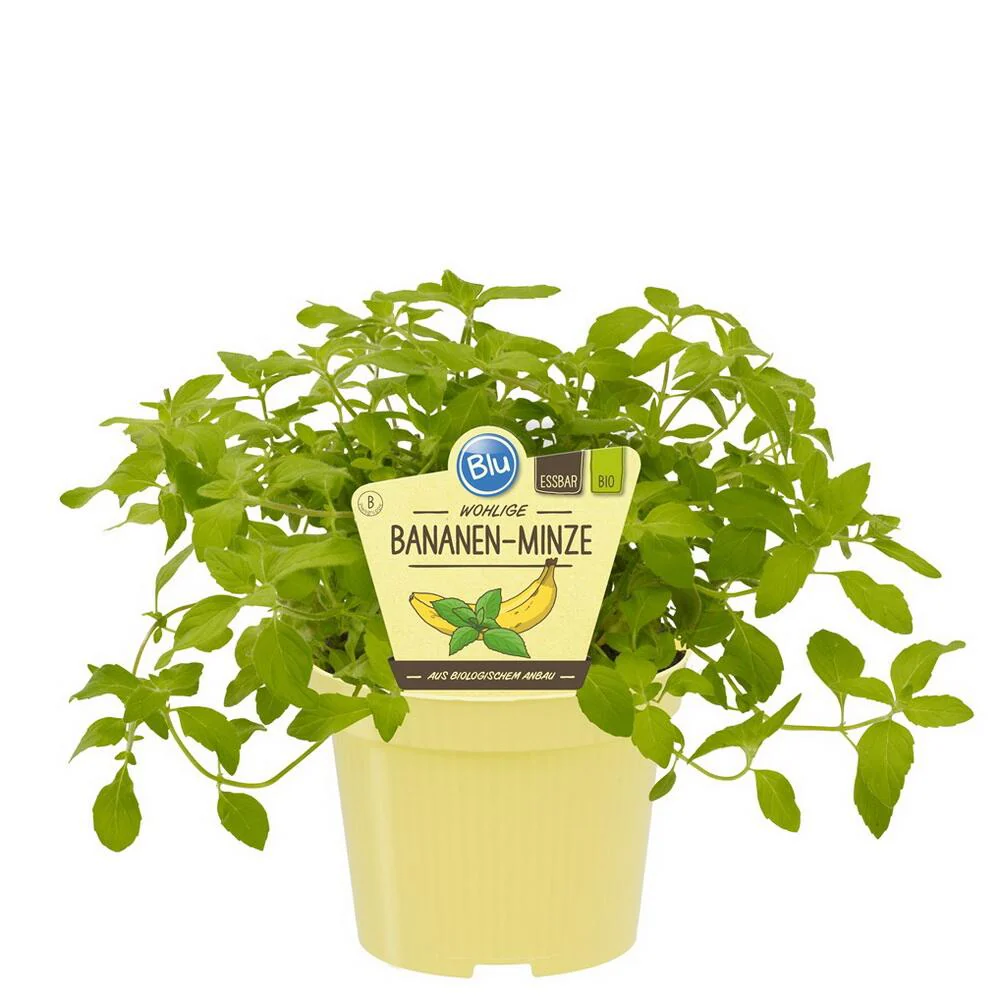 Menthe fruitée - Set de 3 plantes de qualité BIO - Ananas - Fraise - Banane - Pot de 12cm - Image 3