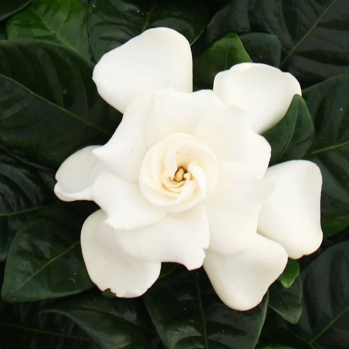 Gardenia - Plante à fleurs parfumées avec des fleurs de couleur blanc crème, pot de 12cm - Image 3