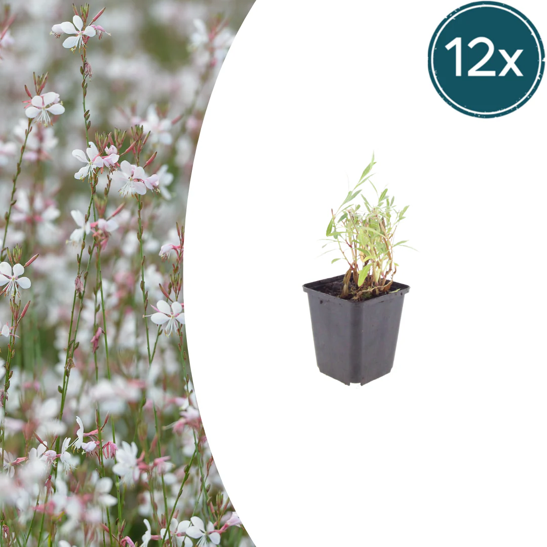 Gaura lindheimeri - Prachtkerze - 9cm Topf - 10-25cm - Set mit 12 Pflanzen