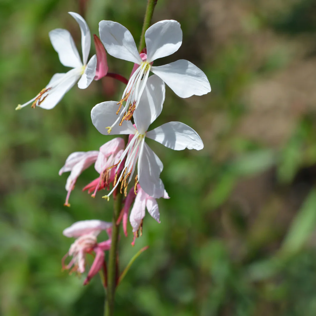 Gaura lindheimeri - Prachtkerze - 9cm Topf - 10-25cm - Set mit 48 Pflanzen - Image 3