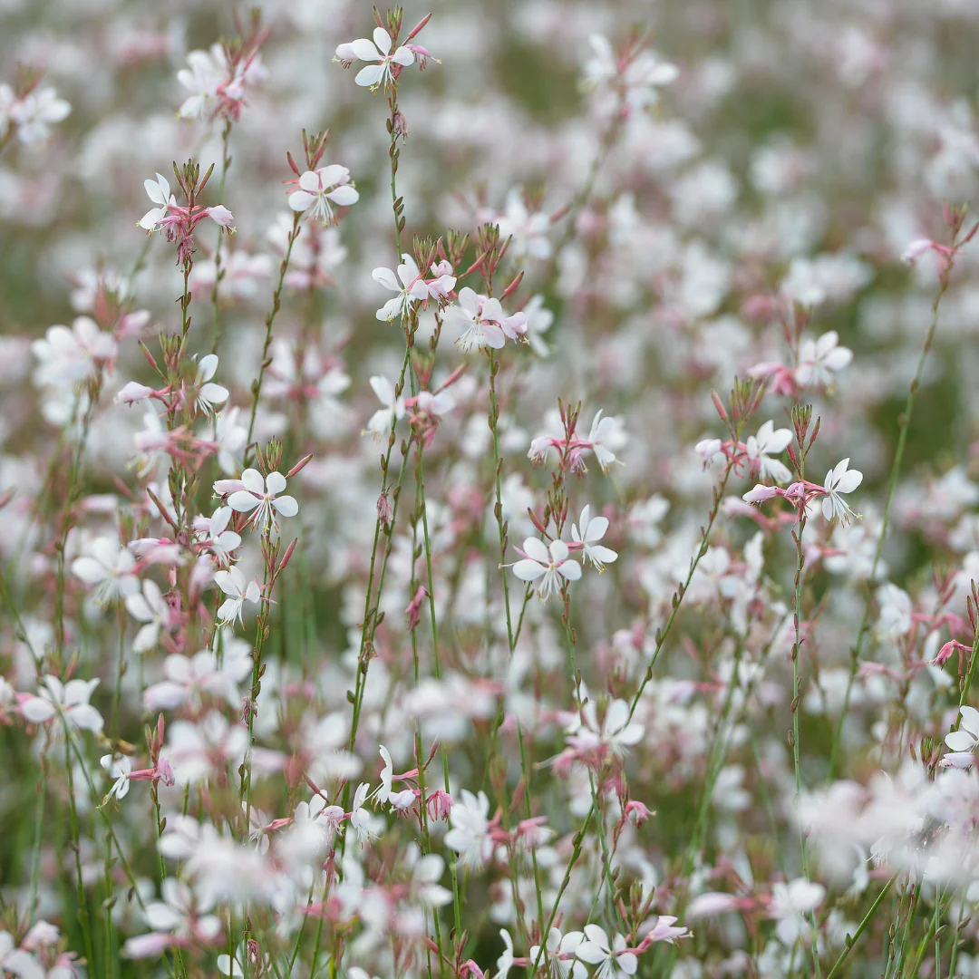 Gaura lindheimeri - Prachtkerze - 9cm Topf - 10-25cm - Set mit 60 Pflanzen - Image 4