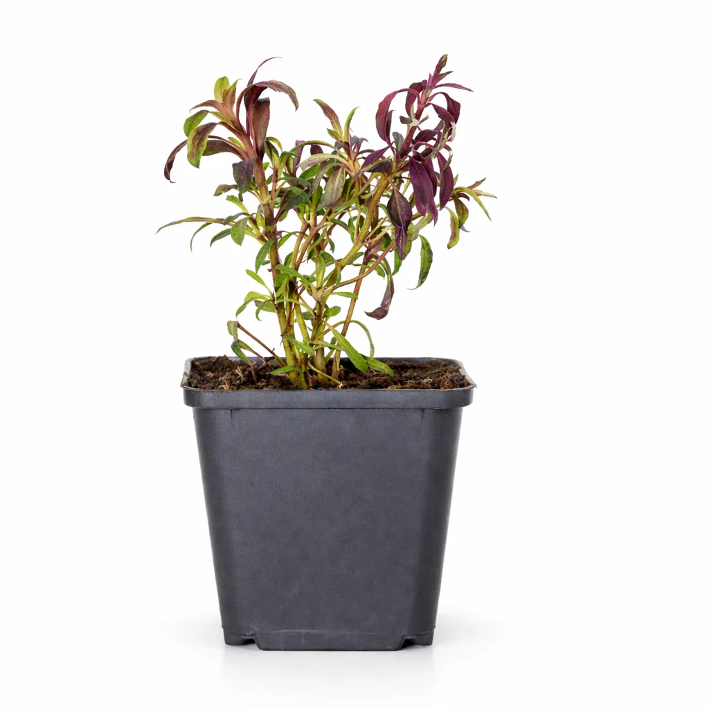 Gaura lindheimeri "Siskiyou Pink" - Prachtkerze - 9cm Topf - 10-25cm - Set mit 12 Pflanzen - Image 2