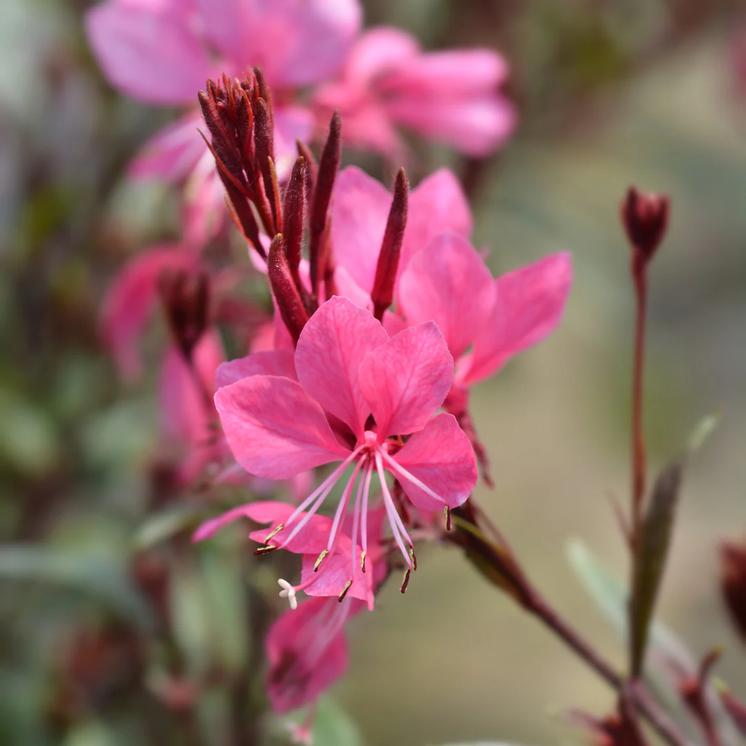 Gaura lindheimeri "Siskiyou Pink" - Prachtkerze - 9cm Topf - 10-25cm - Set mit 12 Pflanzen - Image 3