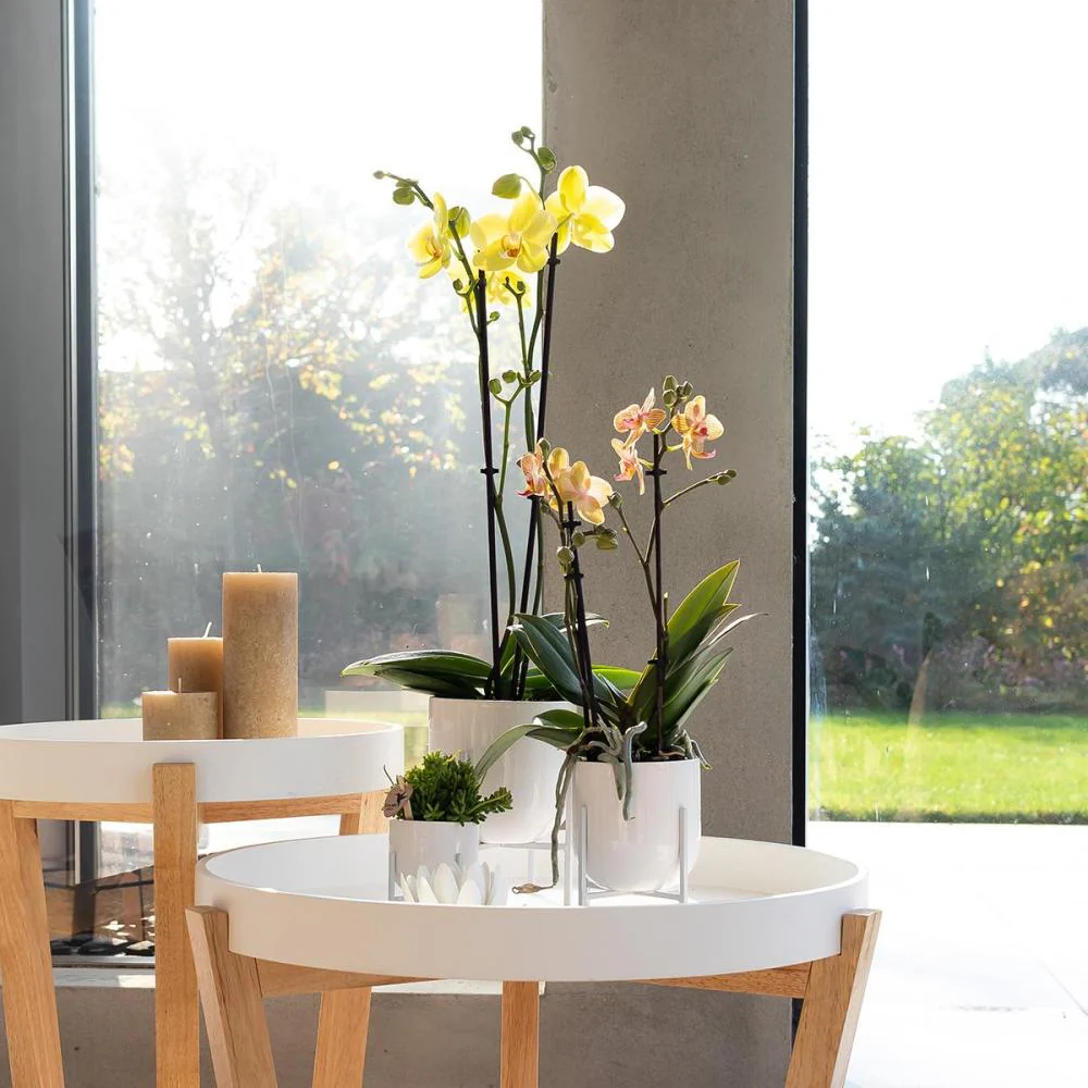 Gelbe Phalaenopsis Orchidee - Voltera - Topf 12cm - frisch vom Züchter - Image 2