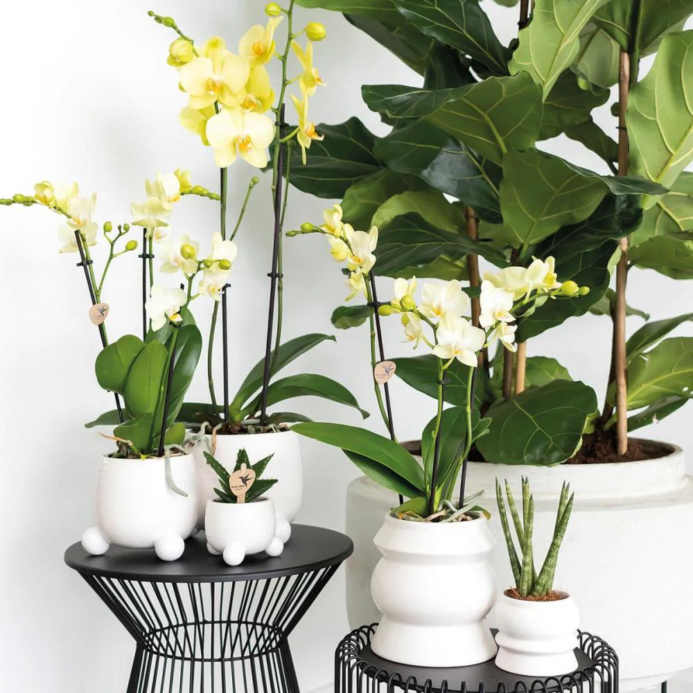 Gelbe Phalaenopsis Orchidee - Voltera - Topf 12cm - frisch vom Züchter - Image 5