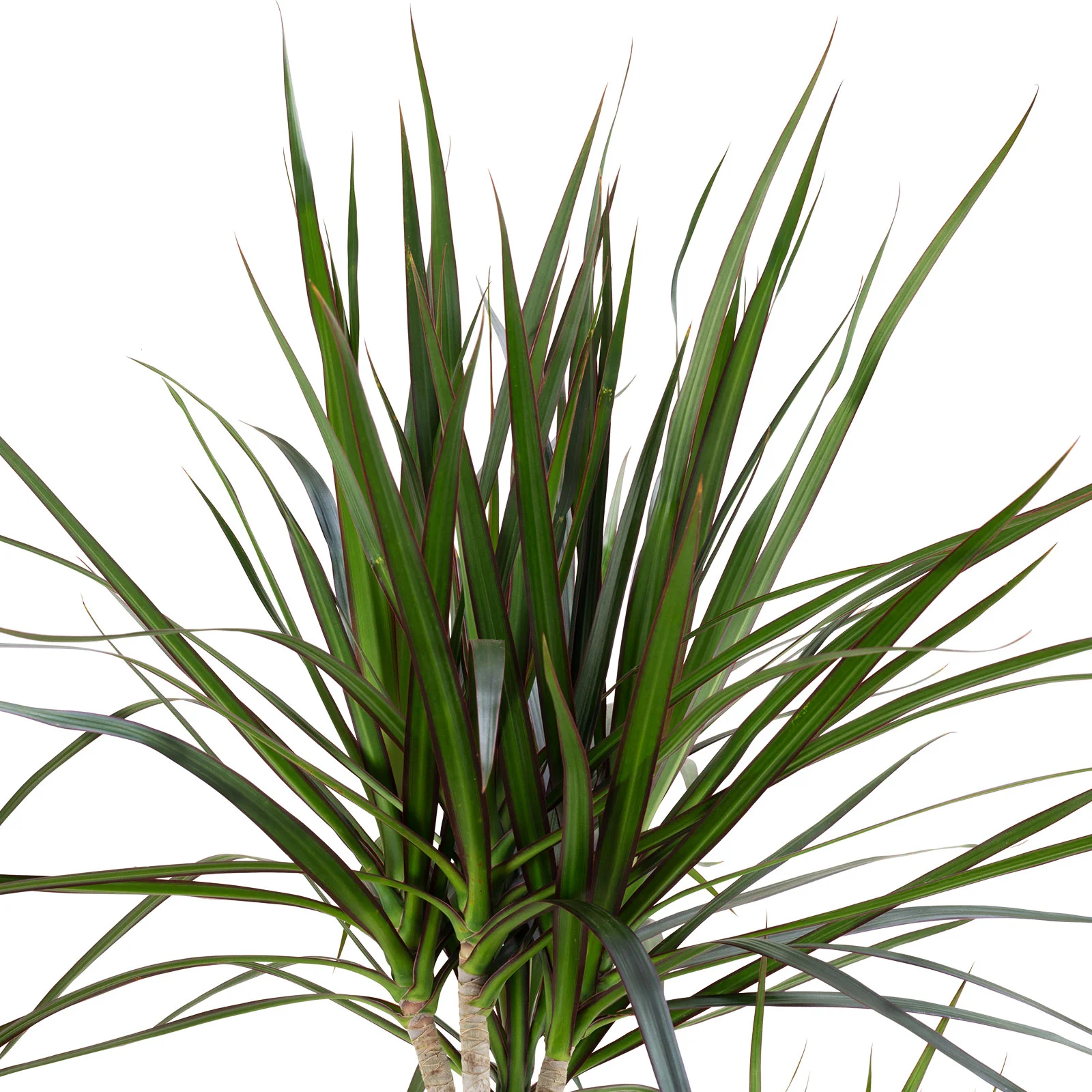 Gerandeter Drachenbaum 3er-Tuff - Dracaena Marginata - Höhe ca. 120 cm, Topf-Ø 24 cm - Image 3