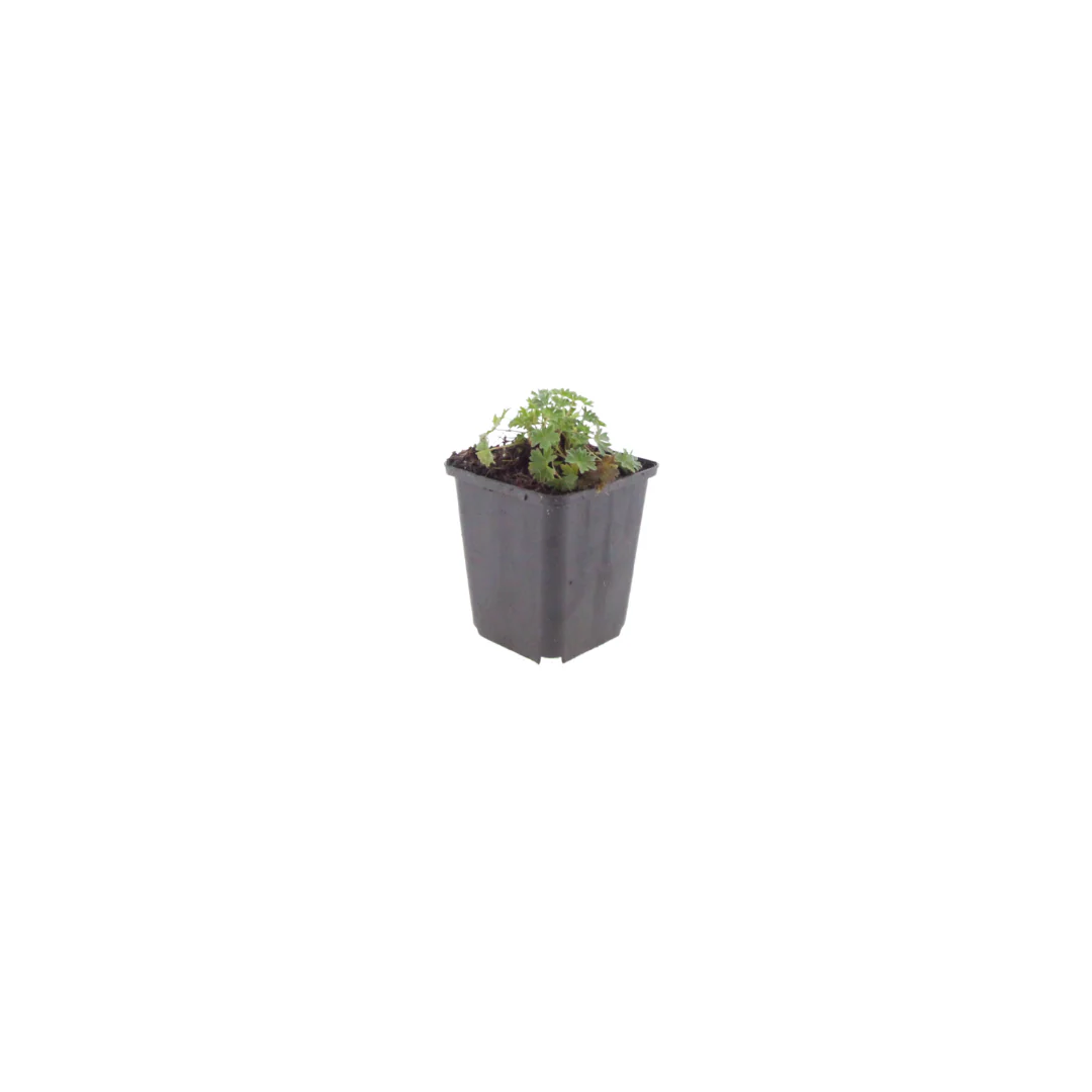 Geranium cinereum "Ballerina" - Aschgrauer Storchschnabel - 9cm Topf - 10-25cm - Set mit 6 Pflanzen - Image 2
