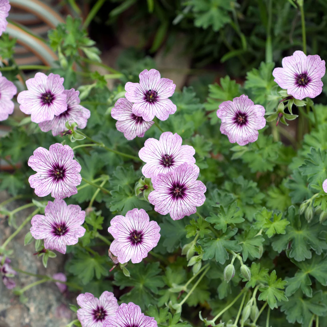 Geranium cinereum "Ballerina" - Aschgrauer Storchschnabel - 9cm Topf - 10-25cm - Set mit 60 Pflanzen - Image 3