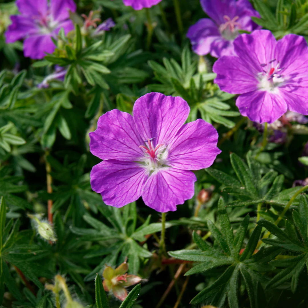 Geranium sanguineum - Blut-Storchschnabel - 9cm Topf - 10-25cm - Set mit 60 Pflanzen - Image 3