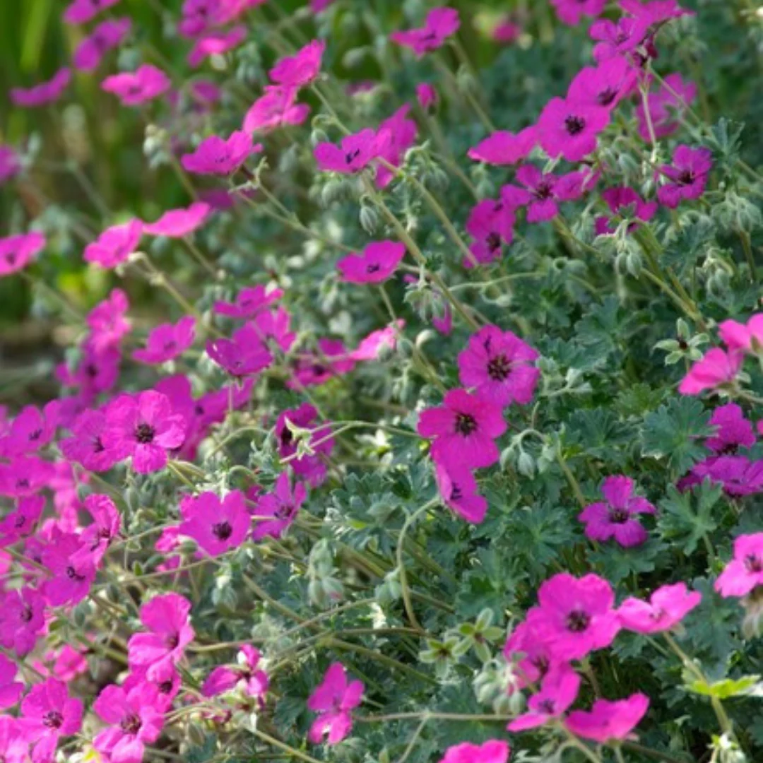 Geranium sanguineum "Max Frei" - Blut-Storchschnabel - 9cm Topf - 10-25cm - Set mit 24 Pflanzen - Image 3