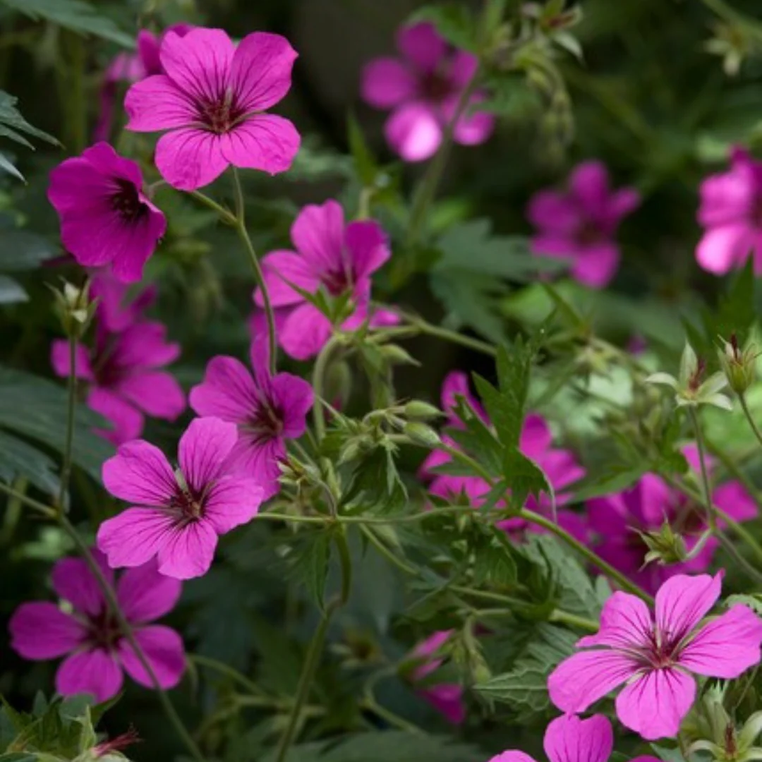 Geranium sanguineum "Max Frei" - Blutstorchschnabel - 9cm Topf - 10-25cm - Set mit 6 Pflanzen - pink - Image 4