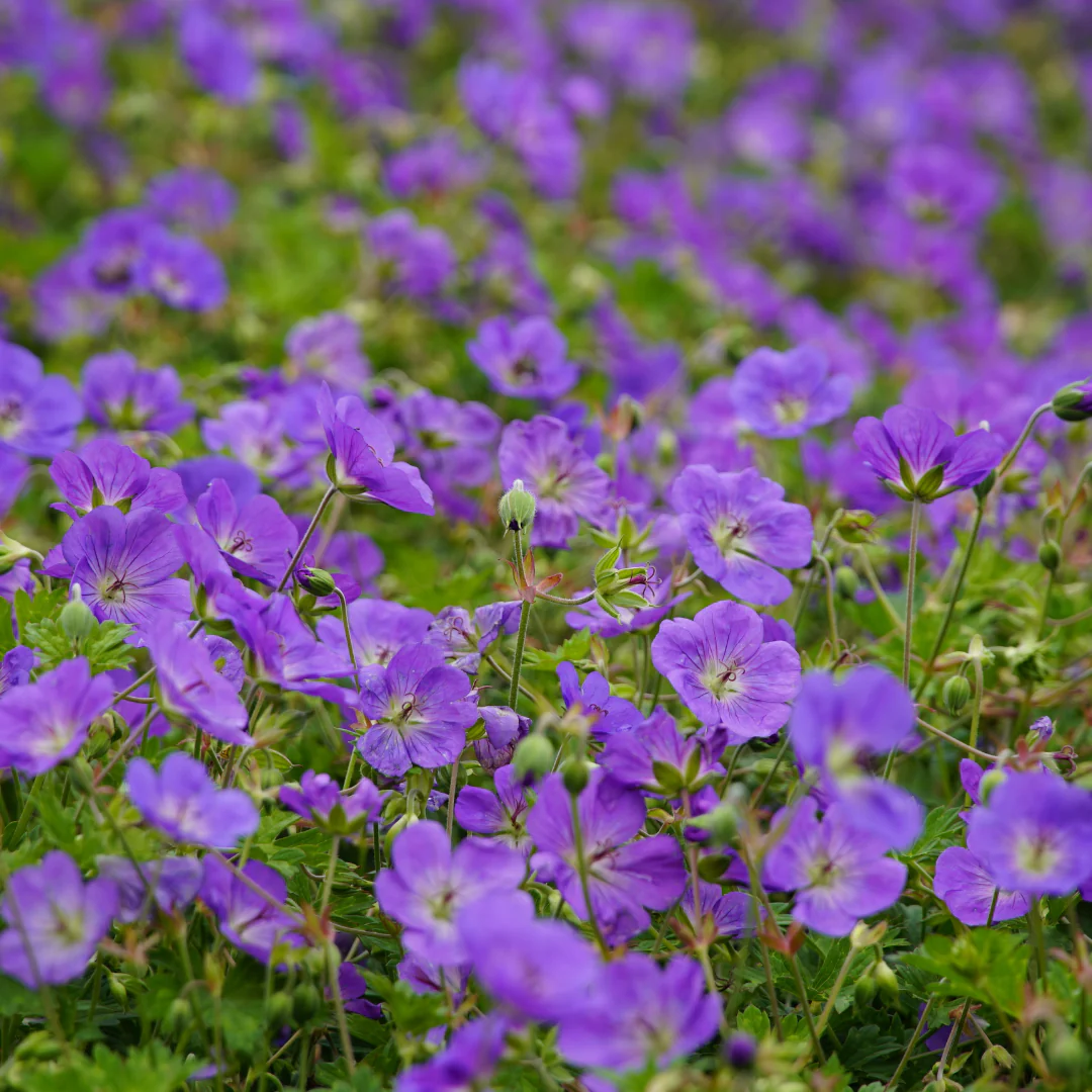 Geranium wallichianum "Azure Rush" - Storchschnabel - 9cm Topf - 10-25cm - Set mit 60 Pflanzen - Image 2