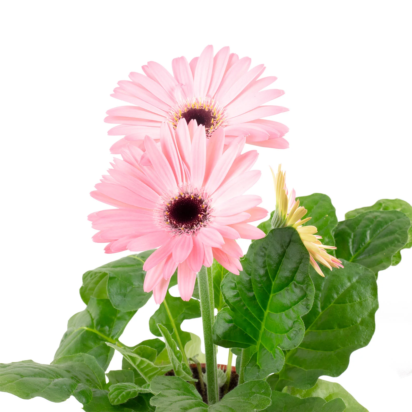 Gerbera 3+ Blüten rosa - Gerbera - Höhe ca. 25 cm, Topf-Ø 12 cm - Image 2