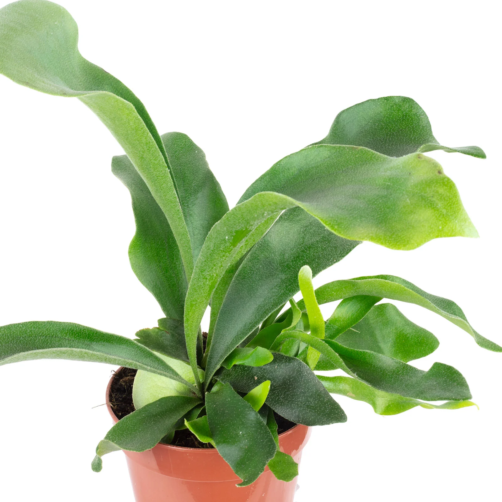 Geweihfarn - Platycerium bifurcatum 'Netherlands' - Höhe ca. 35 cm, Topf-Ø 12 cm - Image 2