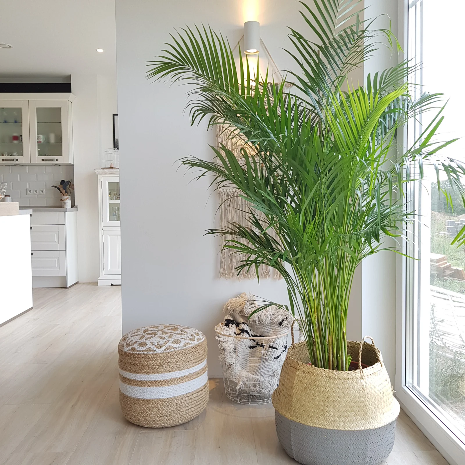 Goldfruchtpalme - Areca Dypsis Lutescens - Höhe ca. 130 cm, Topf-Ø 27 cm - Image 2