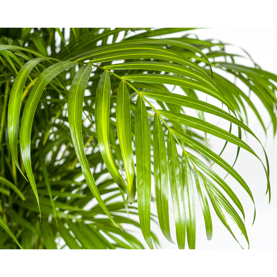 Goldfruchtpalme - Dypsis lutescens - Areca - Solitärpflanze - ca. 120-140cm hoch - 24cm Topf - Image 13