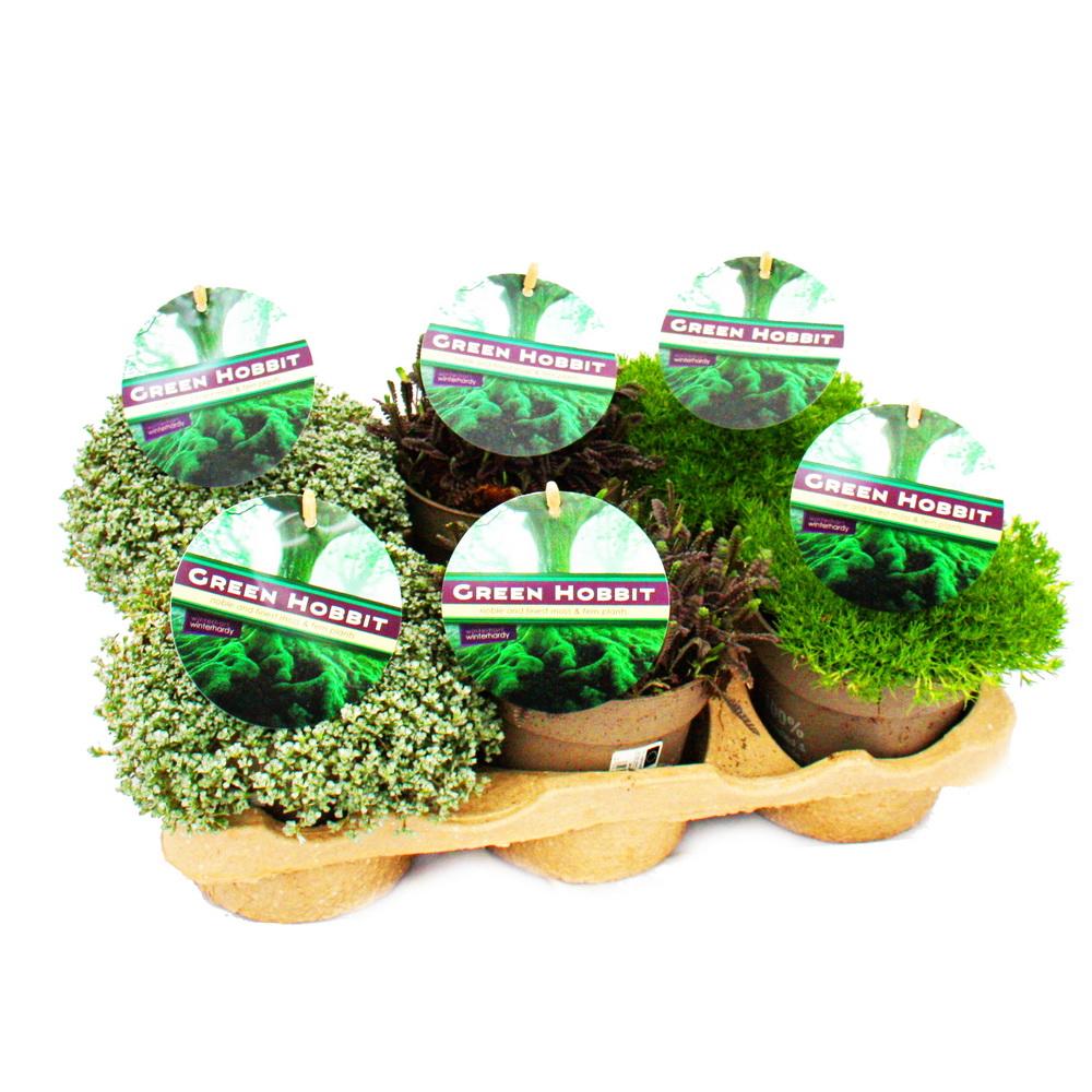 Green-Hobbit-Mix - Set mit 3 ungewöhnlichen Moospflanzen, winterhart - Image 2