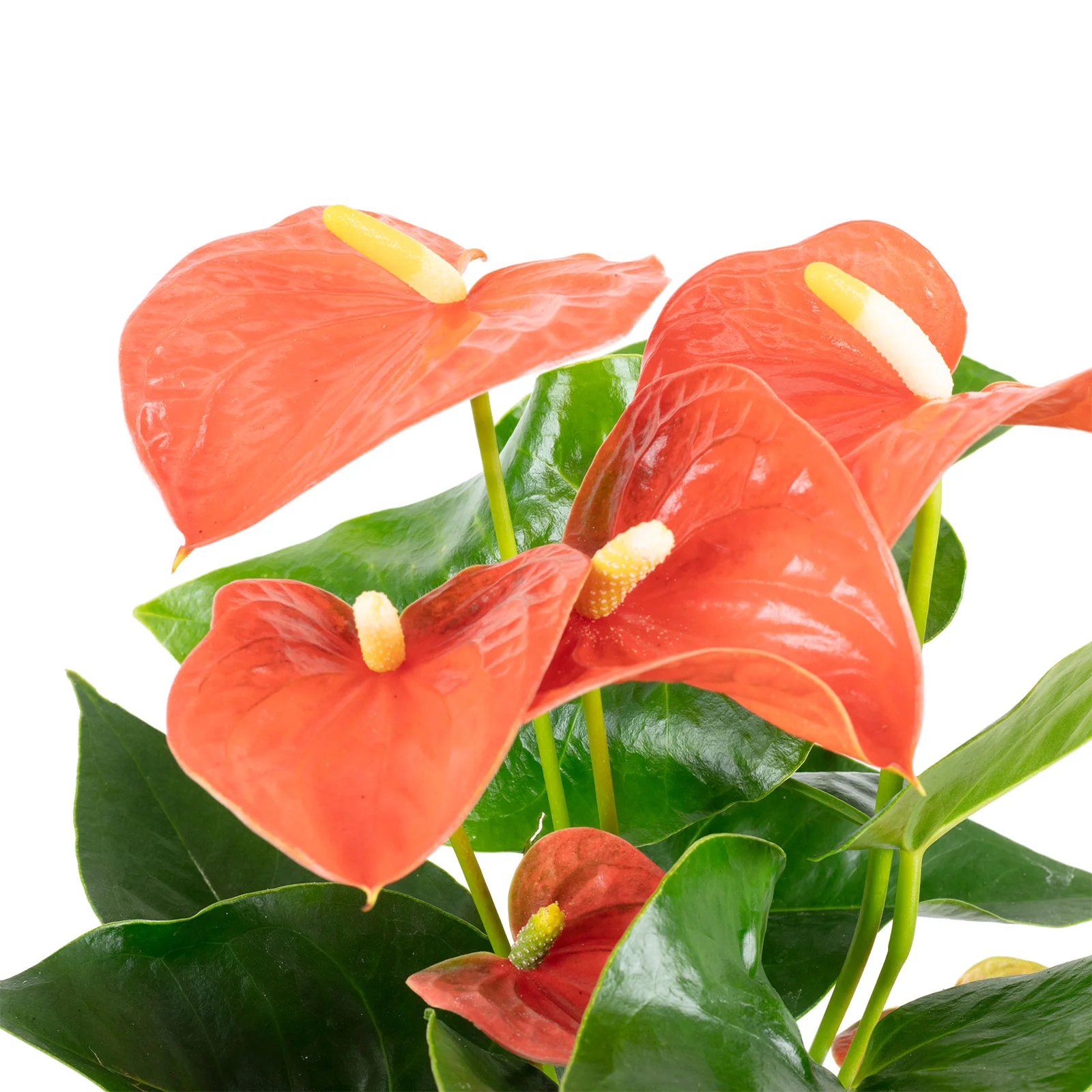 Große Flamingoblume orange - Anthurium andr. Champion - Höhe ca. 40 cm, Topf-Ø 12 cm - Image 2