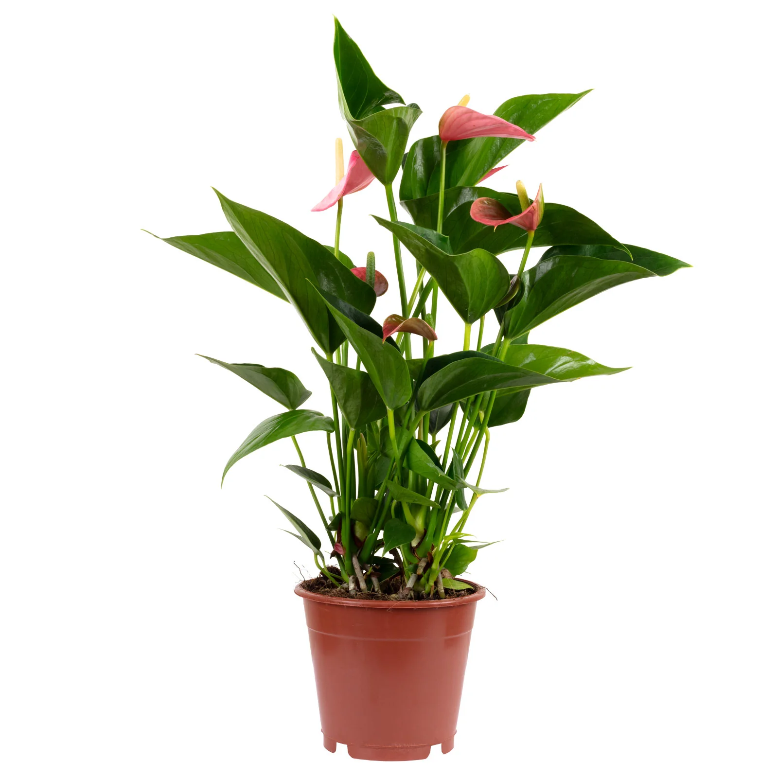 Große Flamingoblume pink - Anthurium andr. Champion - Höhe ca. 40 cm, Topf-Ø 12 cm
