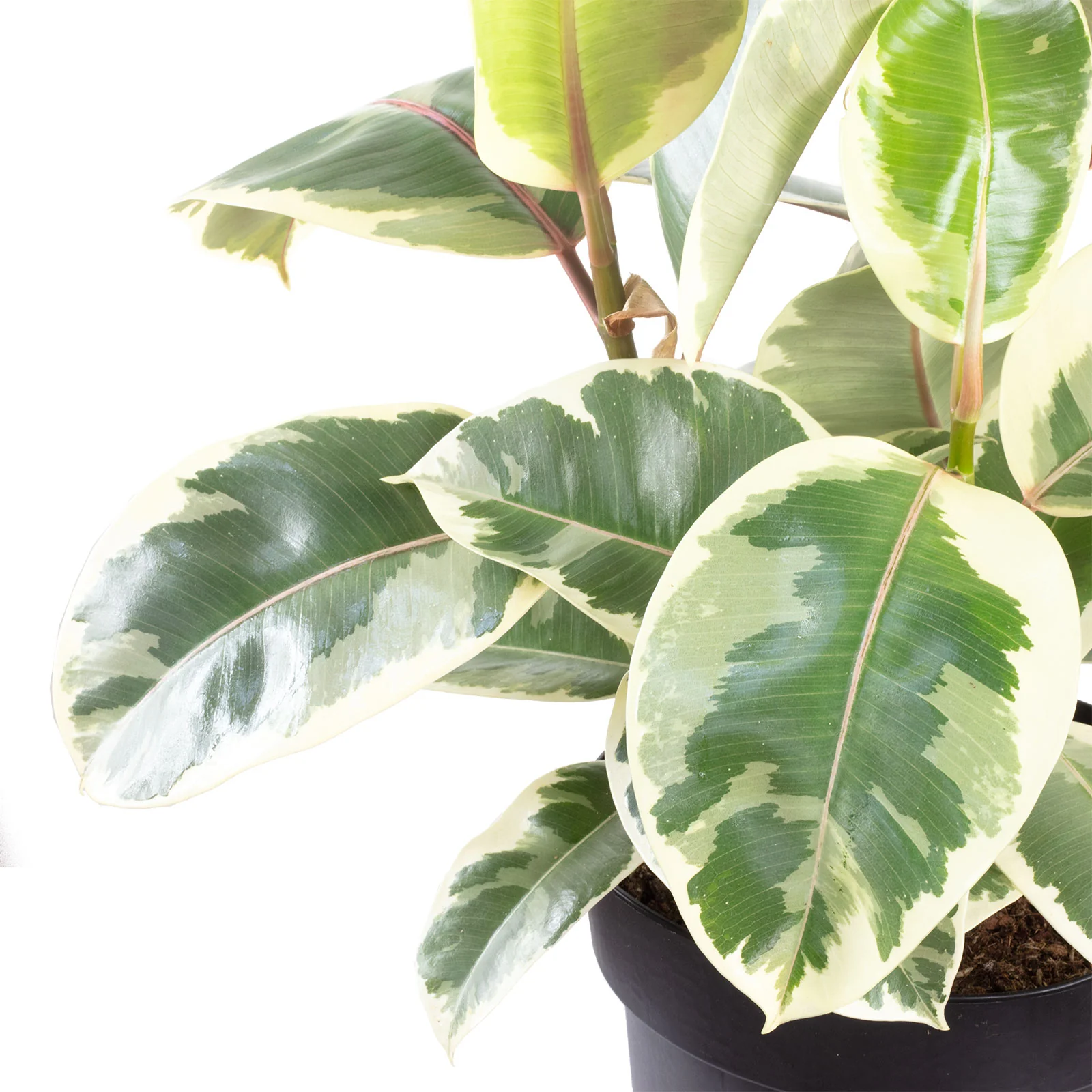 Gummibaum - Ficus elastica 'Tineke' - Höhe ca. 45 cm, Topf-Ø 21 cm - Image 2
