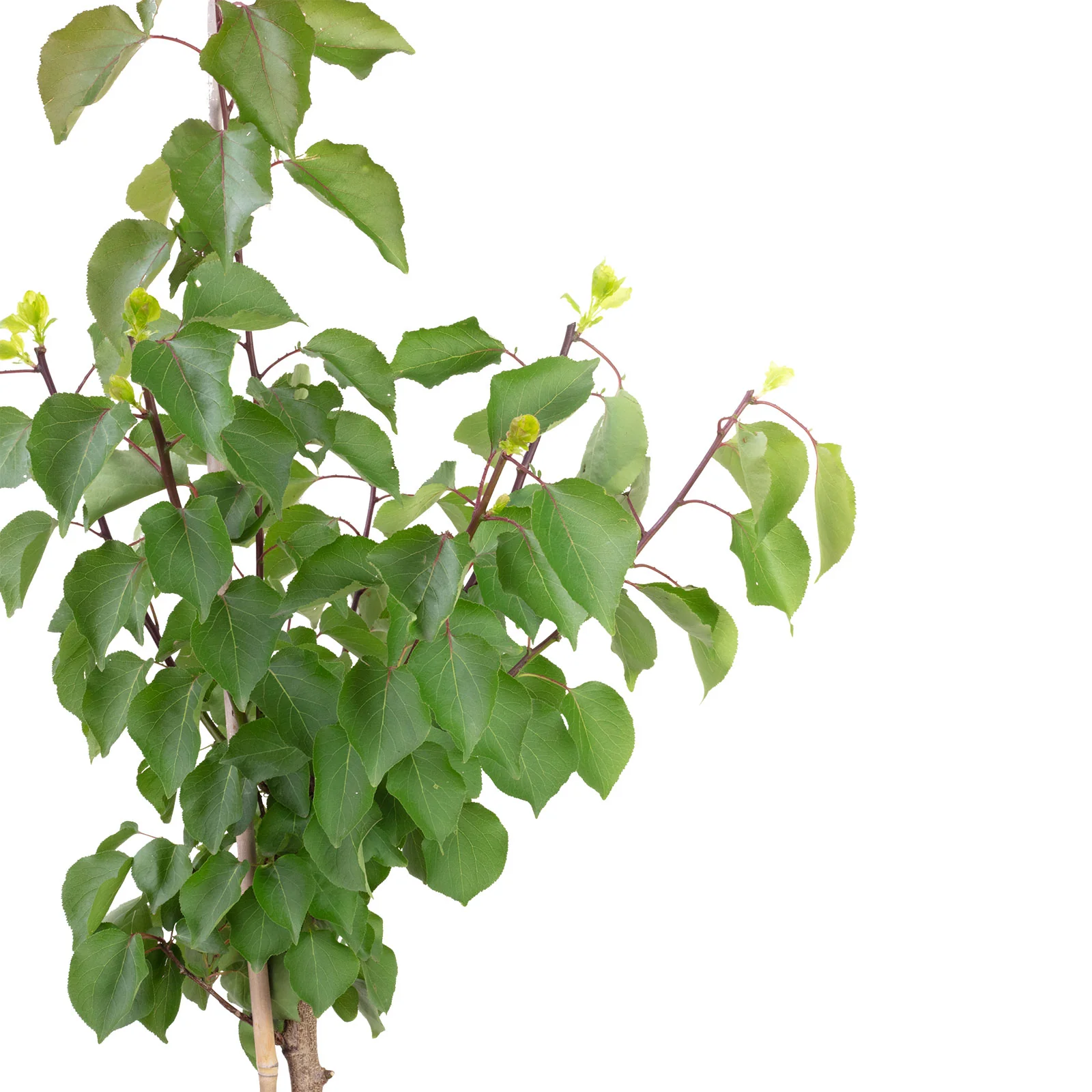 Häberli Aprikose - Prunus Armeniaca "Hargrand" - Höhe ca. 130 cm, Topf-Ø 23 cm - Image 2