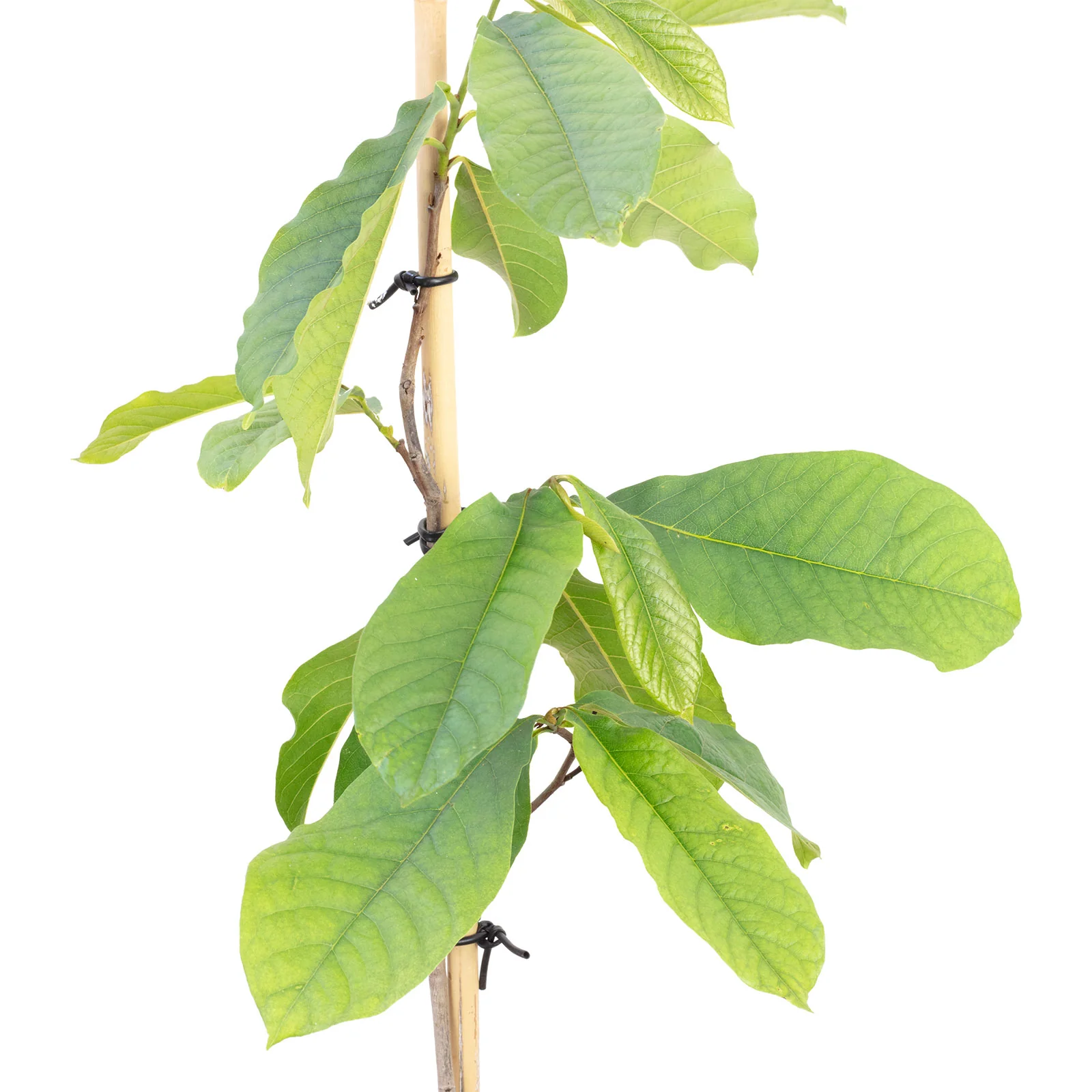 Häberli Indianerbanane - Asimina Triloba "Sunflower" - Höhe ca. 100 cm, Topf-Ø 18 cm - Image 2