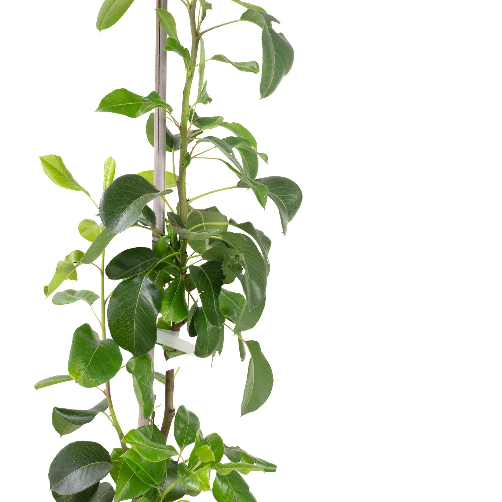 Häberli Säulenbirne - Pyrus Communis "Obelisk" - Höhe ca. 135 cm, Topf-Ø 23 cm - Image 2