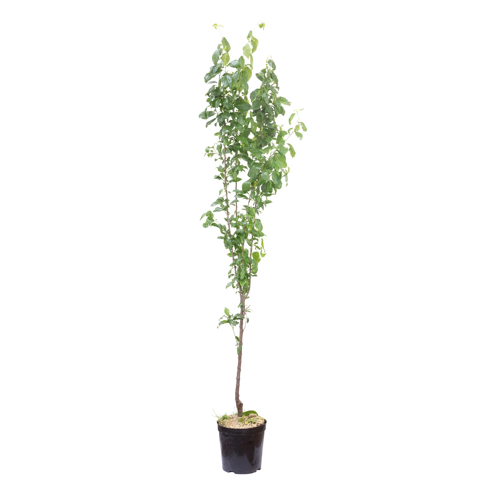 Häberli Säulenpflaume - Prunus Cerasifera "Safira" - Höhe ca. 140 cm, Topf-Ø 23 cm