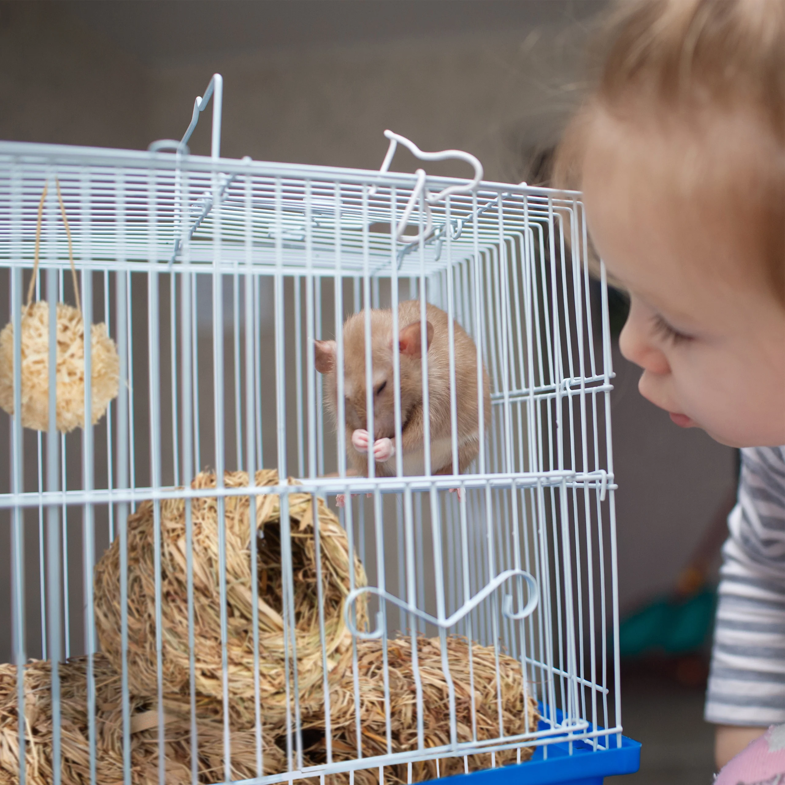 Hamster Zubehör Set 5 tlg. - Image 2